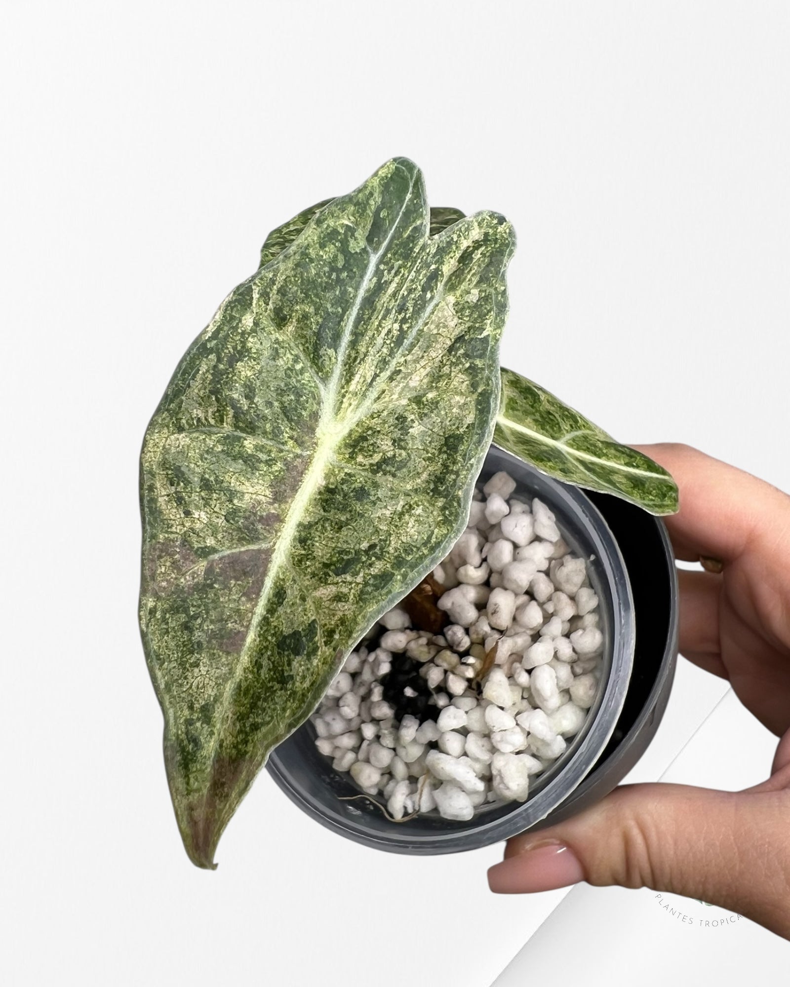 Alocasia Black Satun Pink Stardust