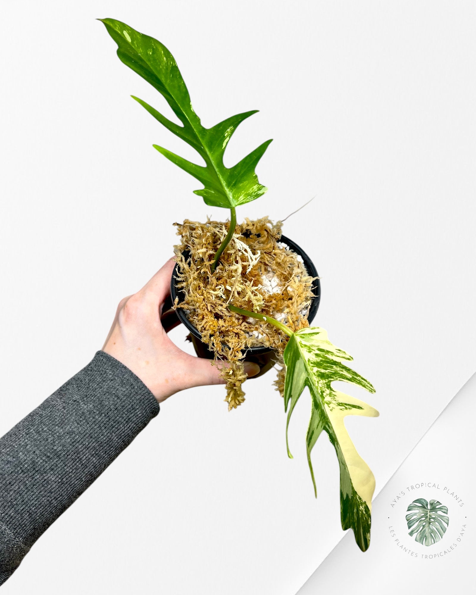 Philodendron Florida Beauty X tortum - S1