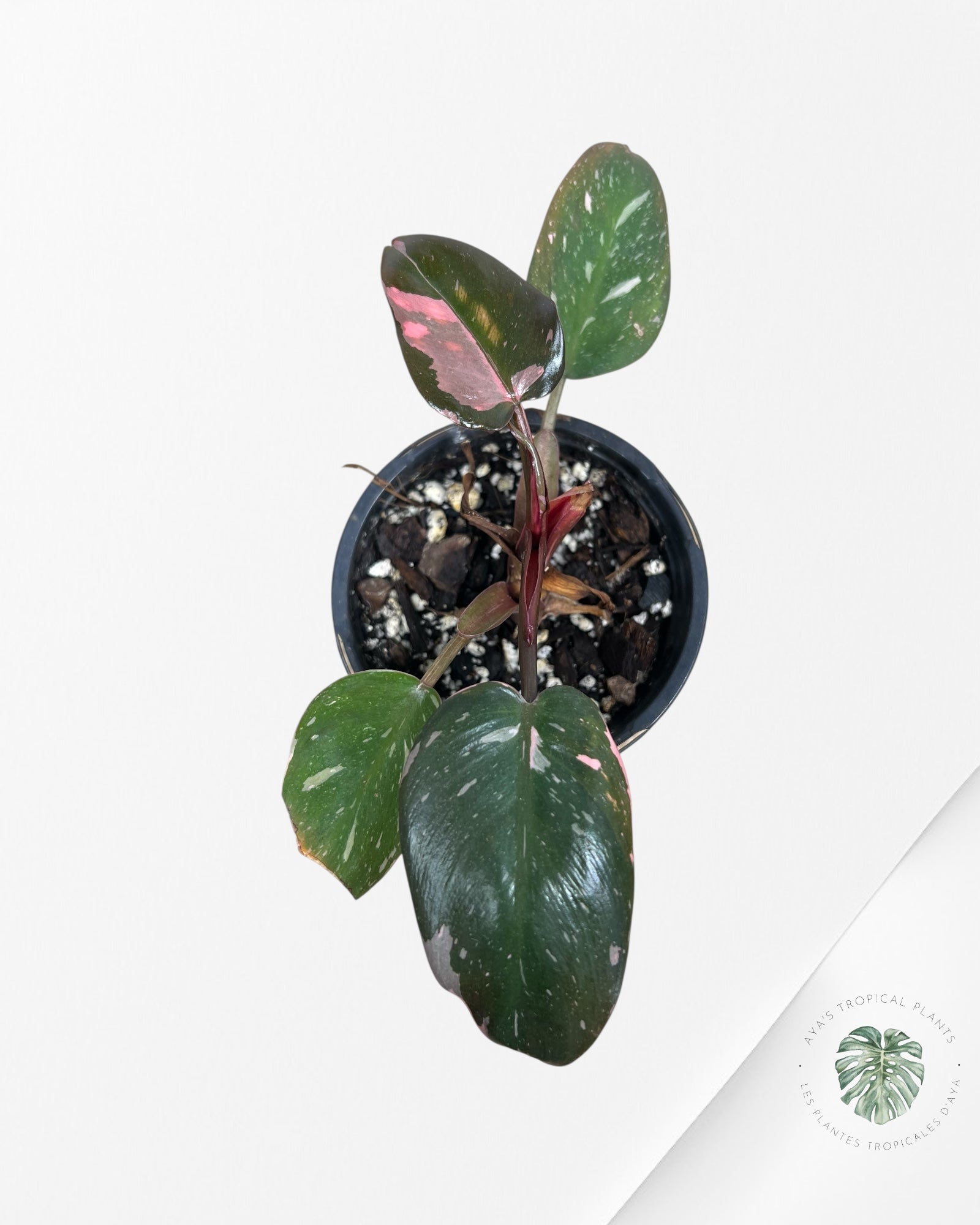 Philodendron Pink Princess Marble-1