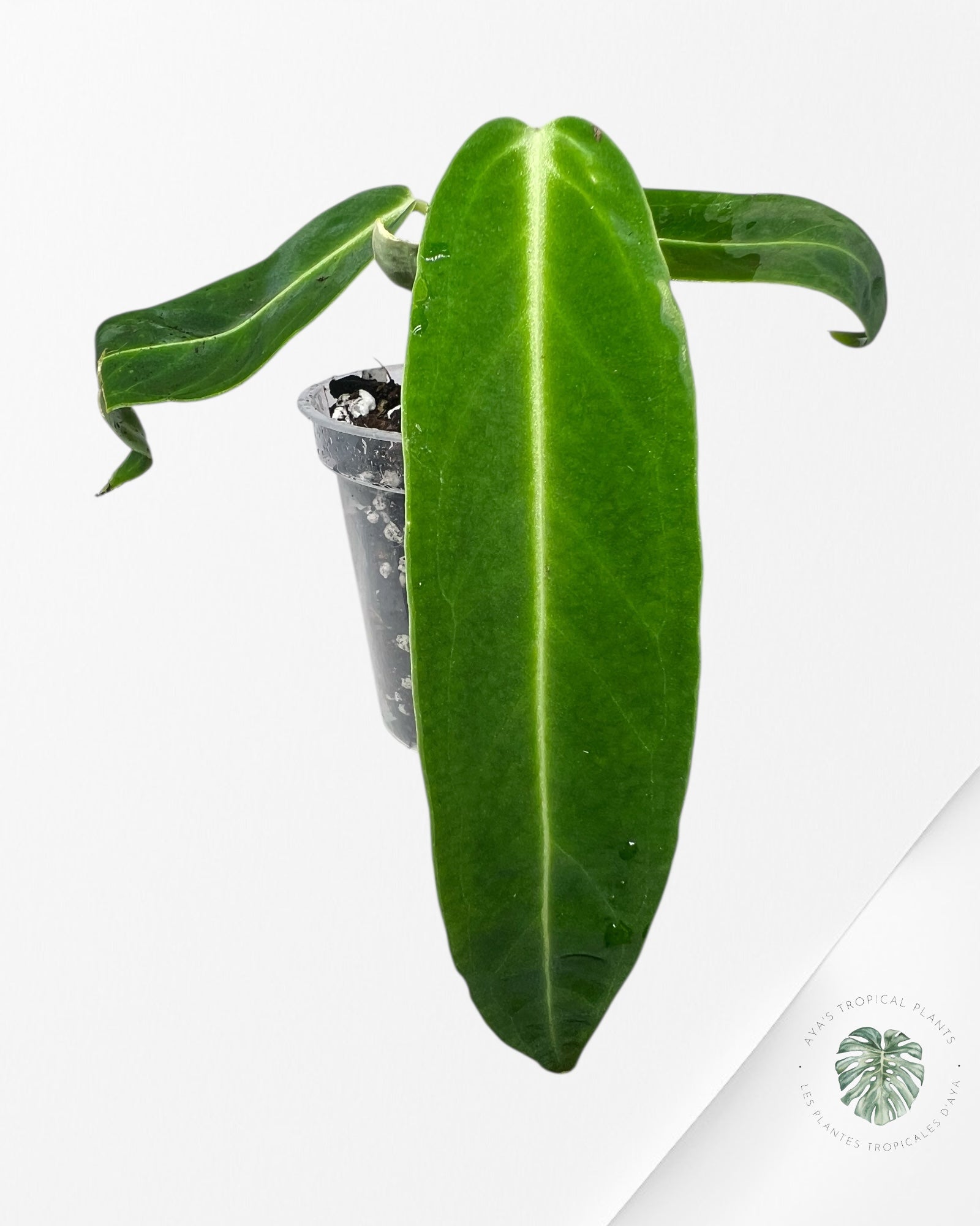 Anthurium Warocqueanum - 02