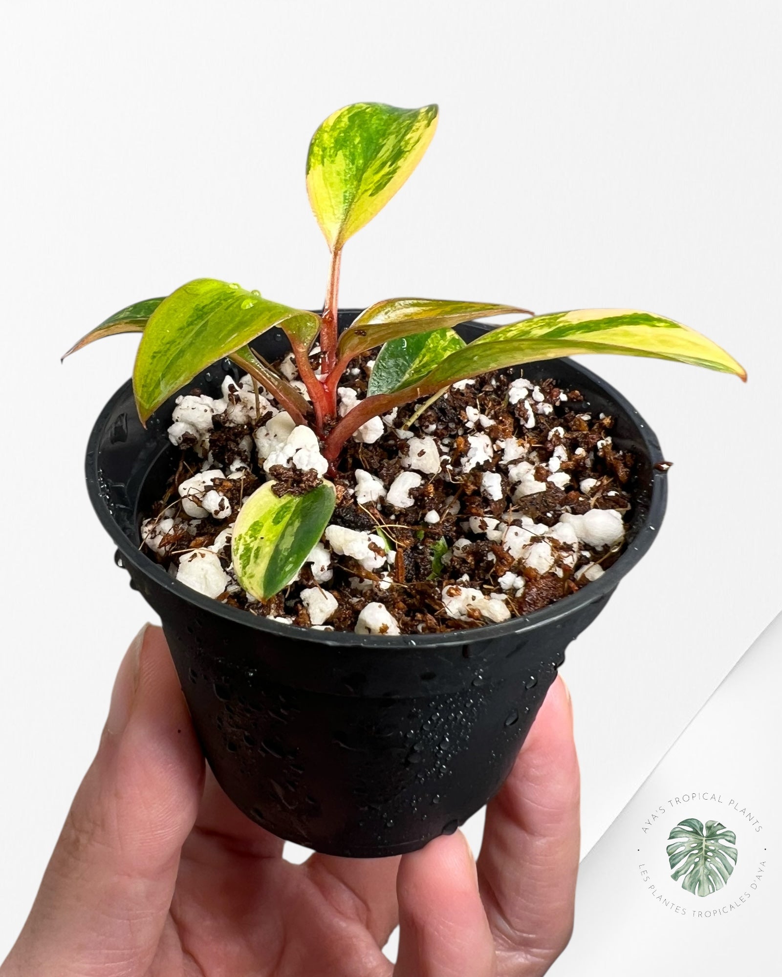 Philodendron Red Congo variegated - 400