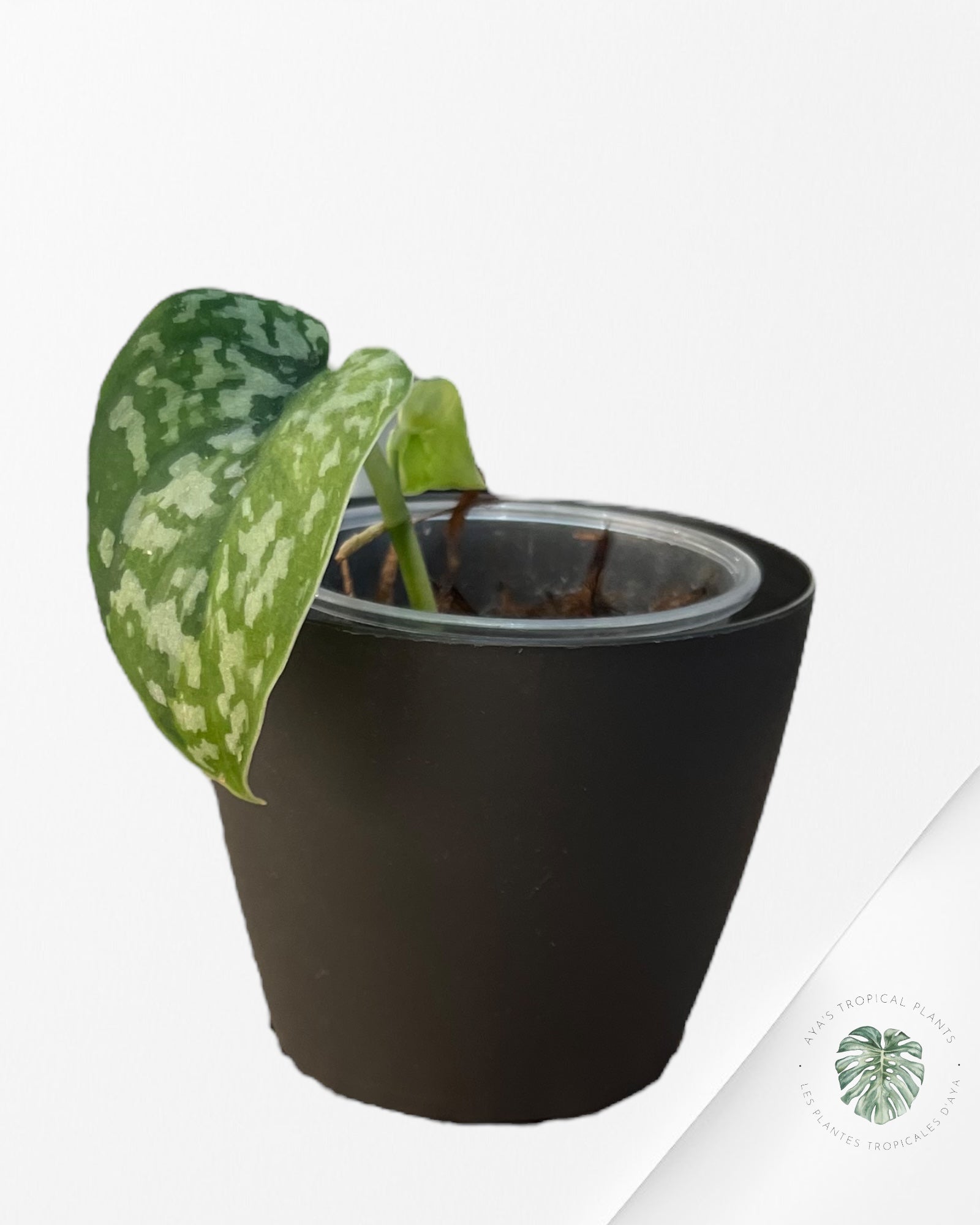 Plant pot (cache pot) 9cm black mate