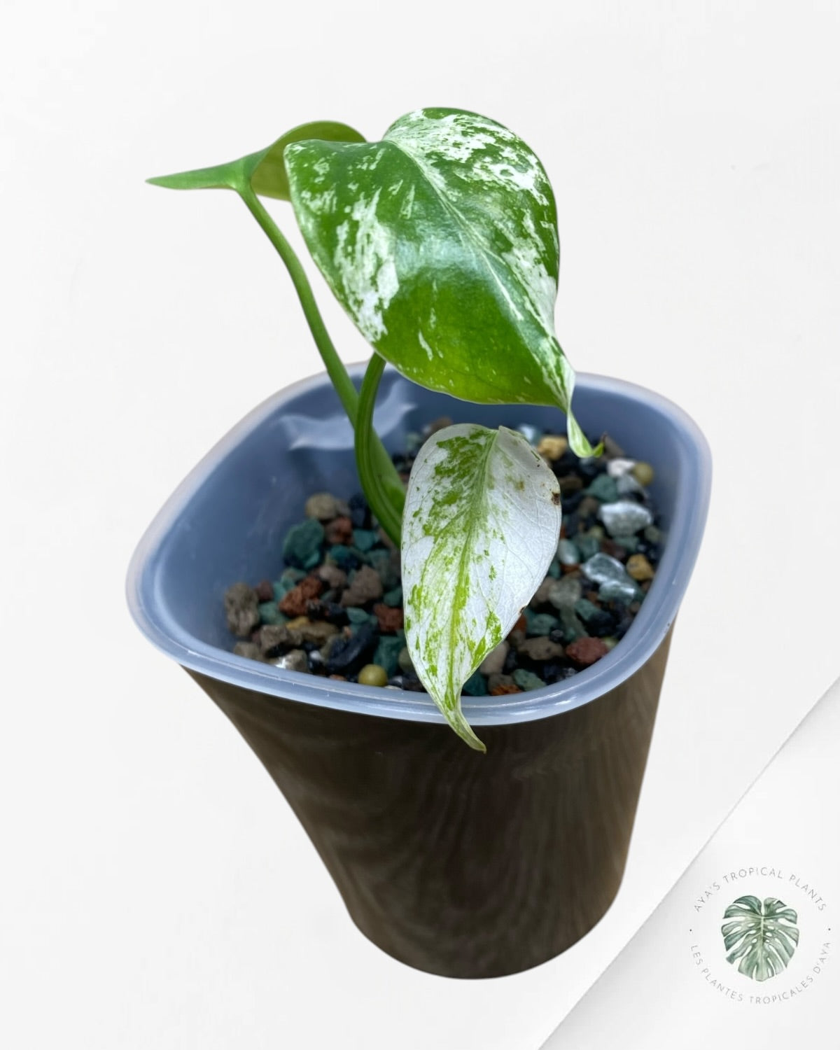 Monstera ‘White Mint’