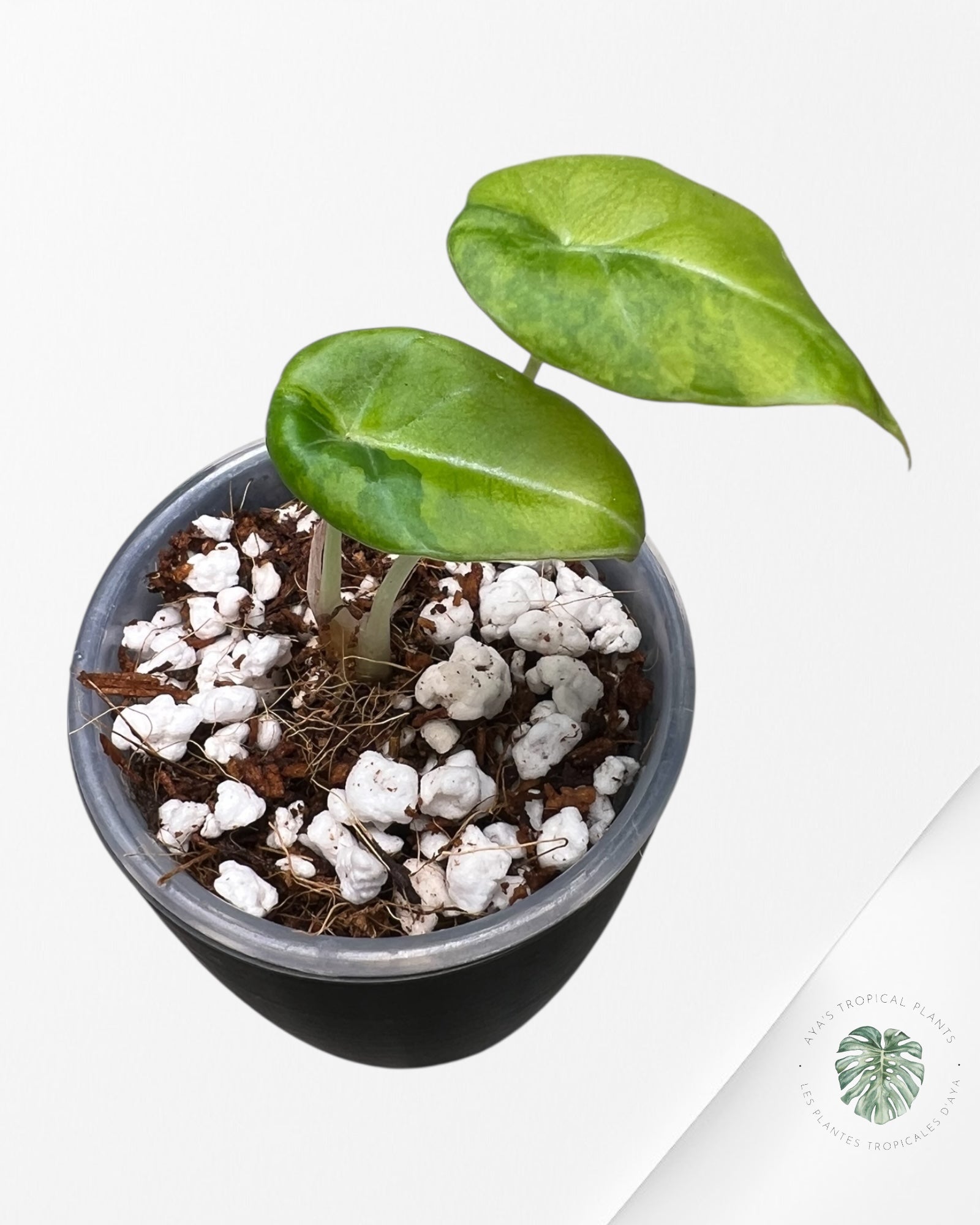 Alocasia Black Velvet Aurea Variegated