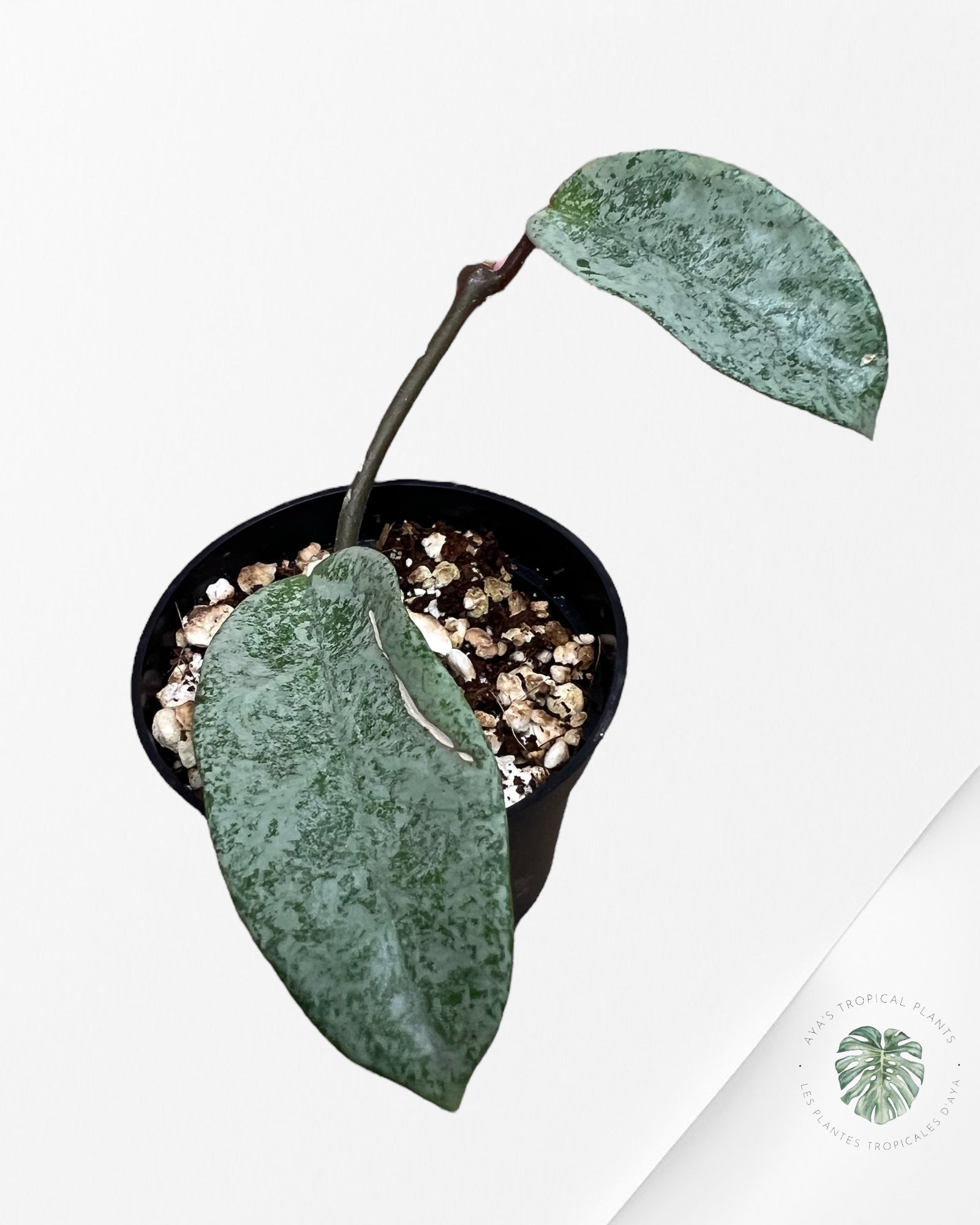 Hoya 'Nova Ghost' - ST1