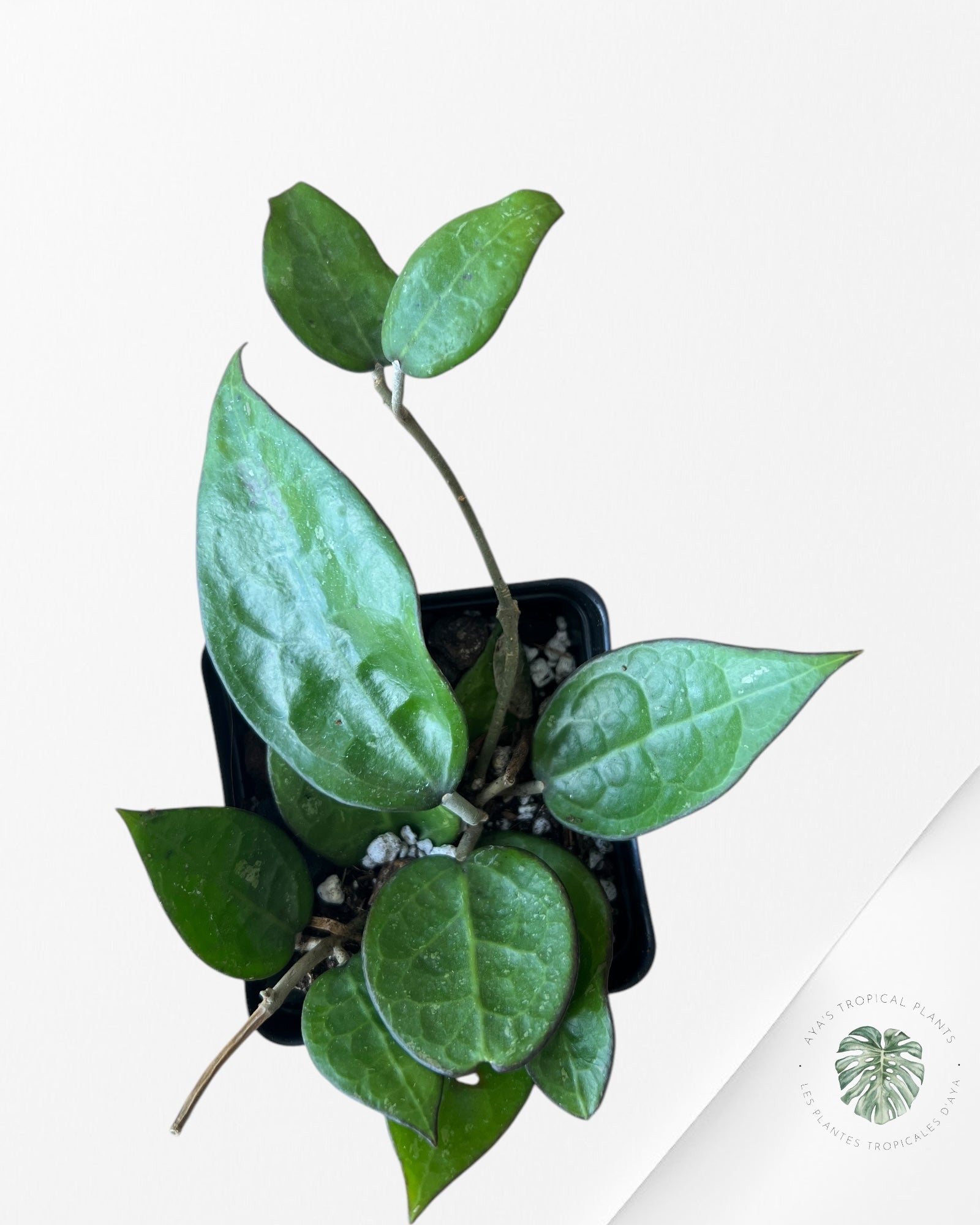 Hoya Black Margin