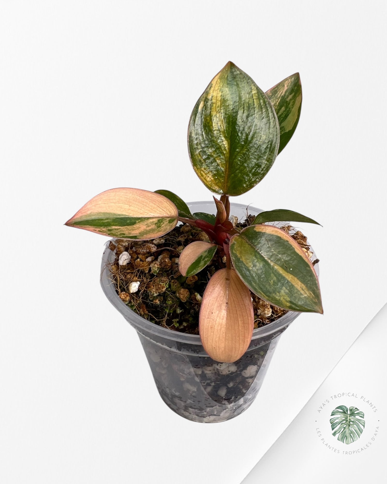 Philodendron Red Congo Variegated