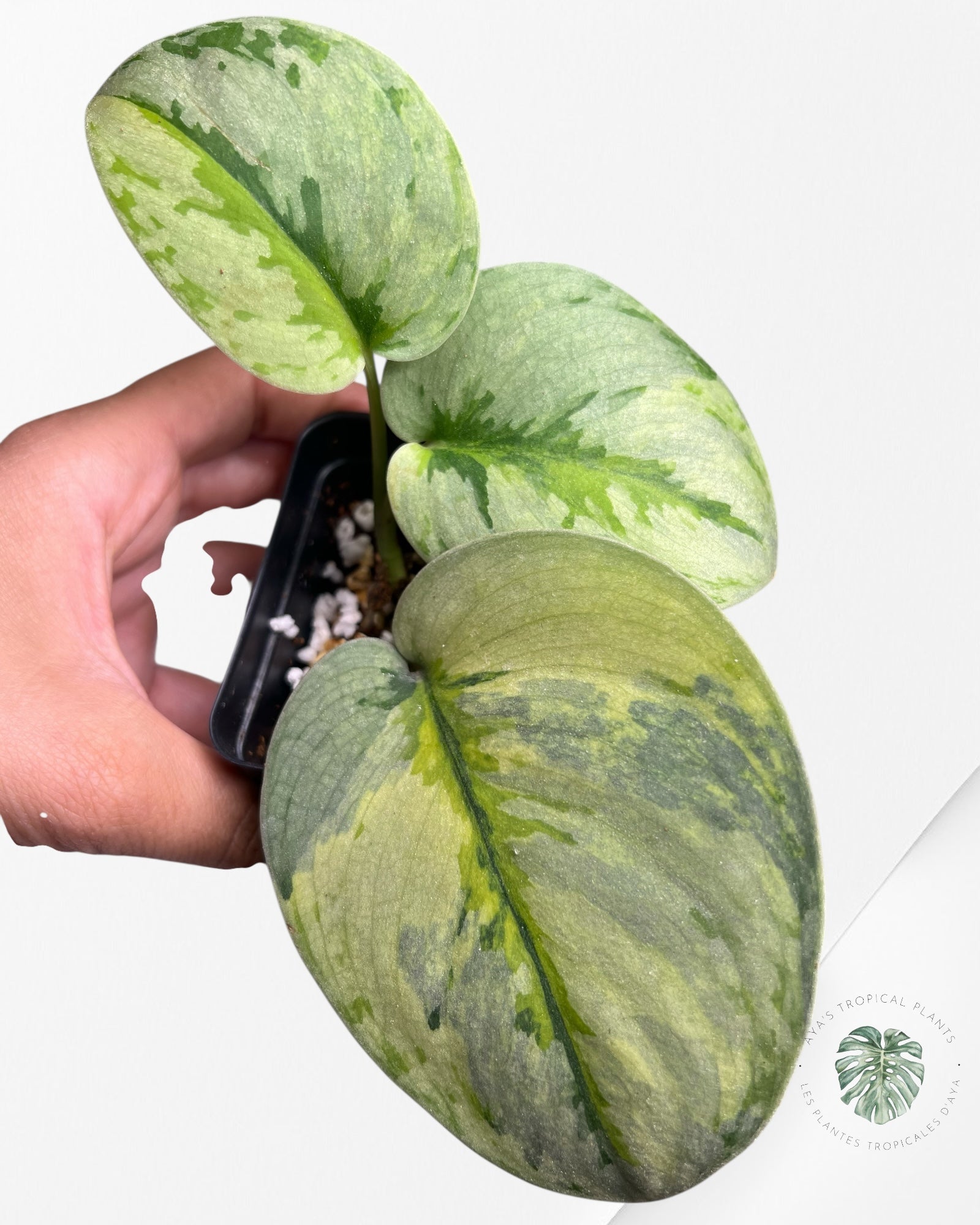 Scindapsus Yupa