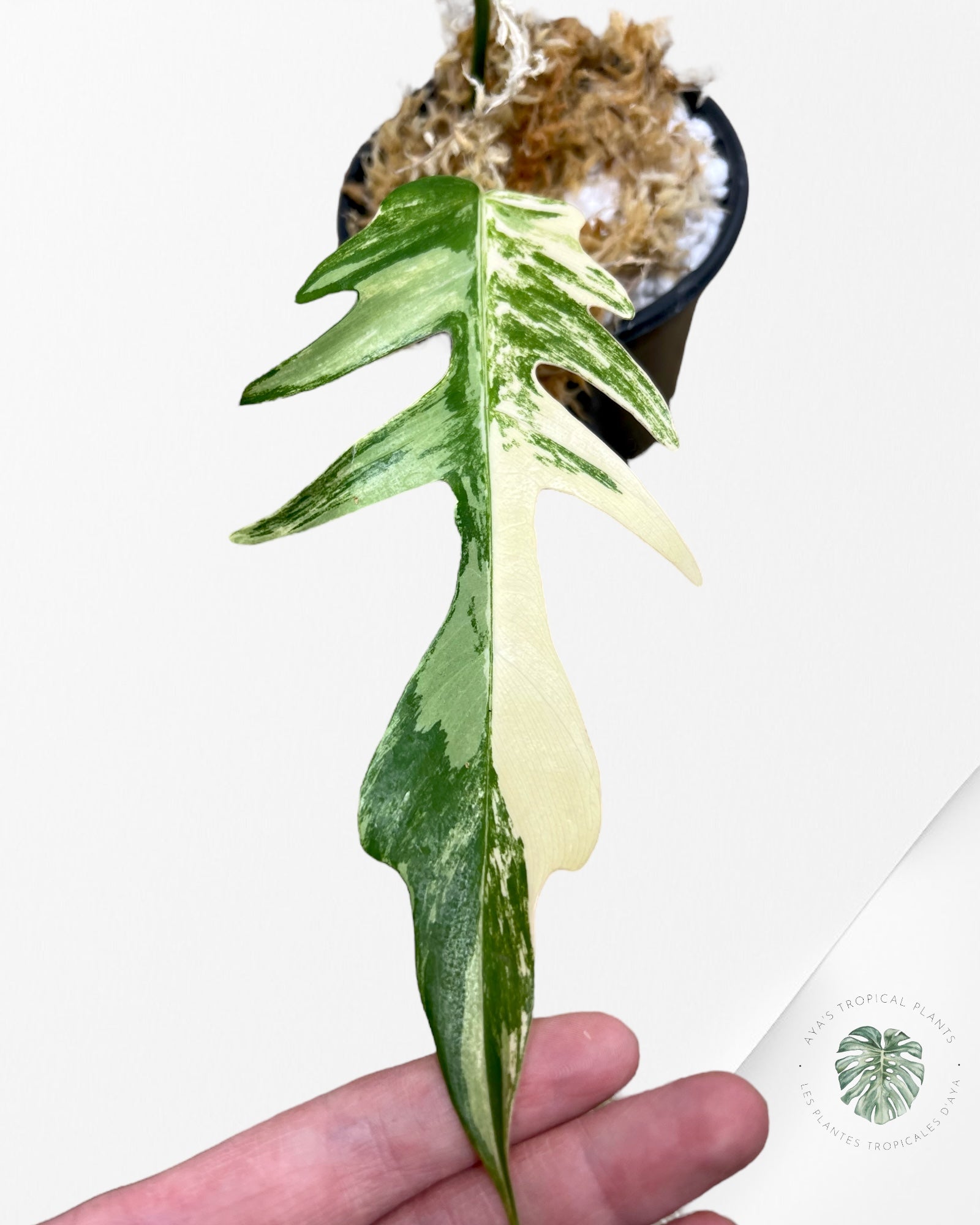 Philodendron Florida Beauty X tortum - S1