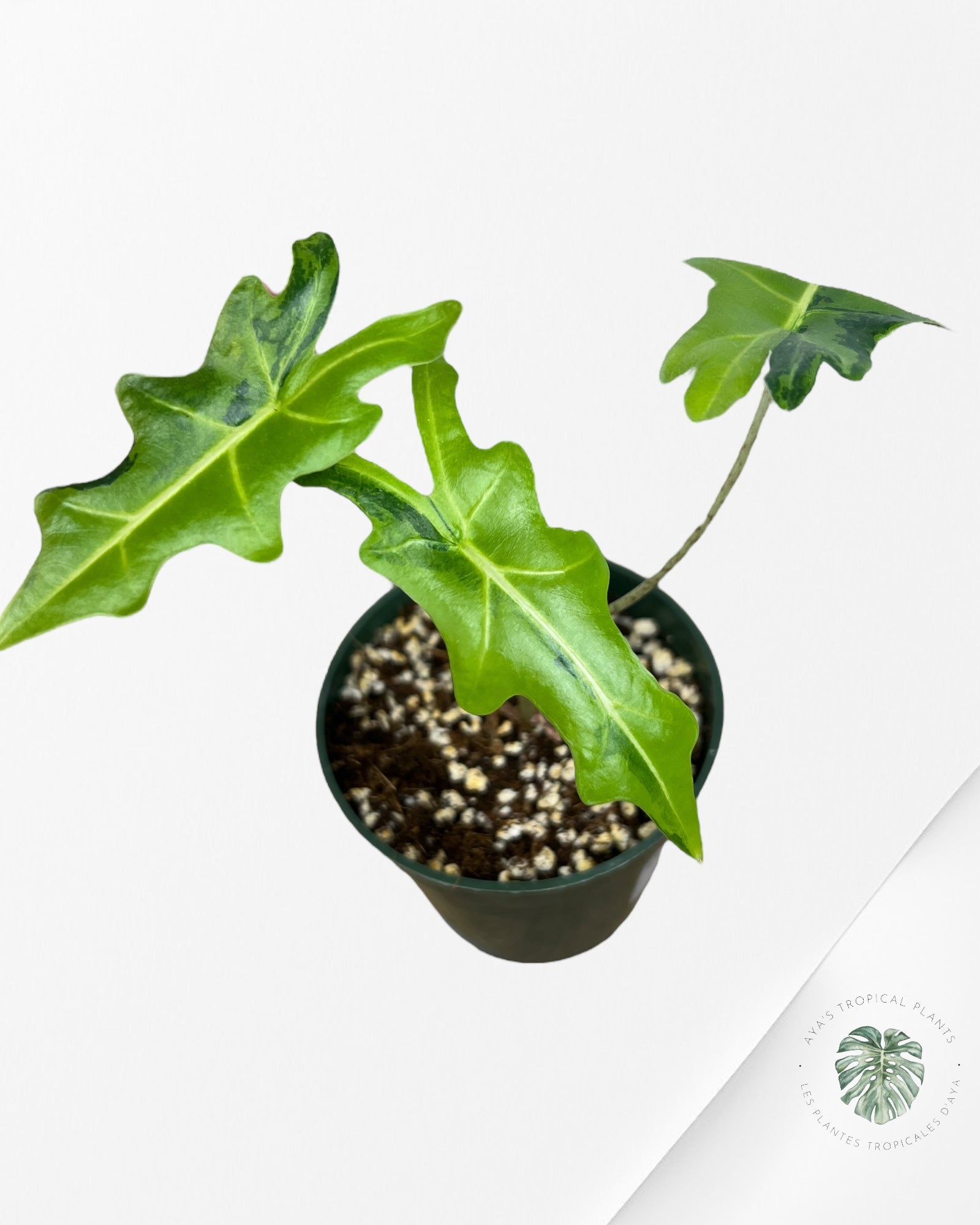 Alocasia Portei Variagated -JU03