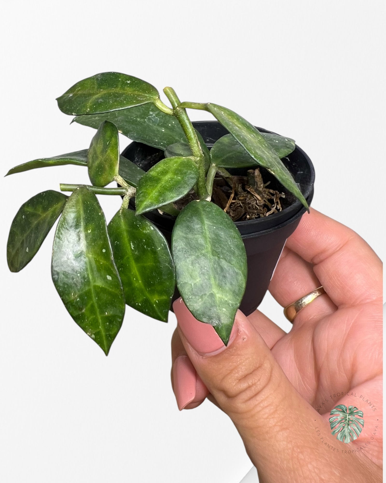 Hoya Lacunosa Amarillo - AL1