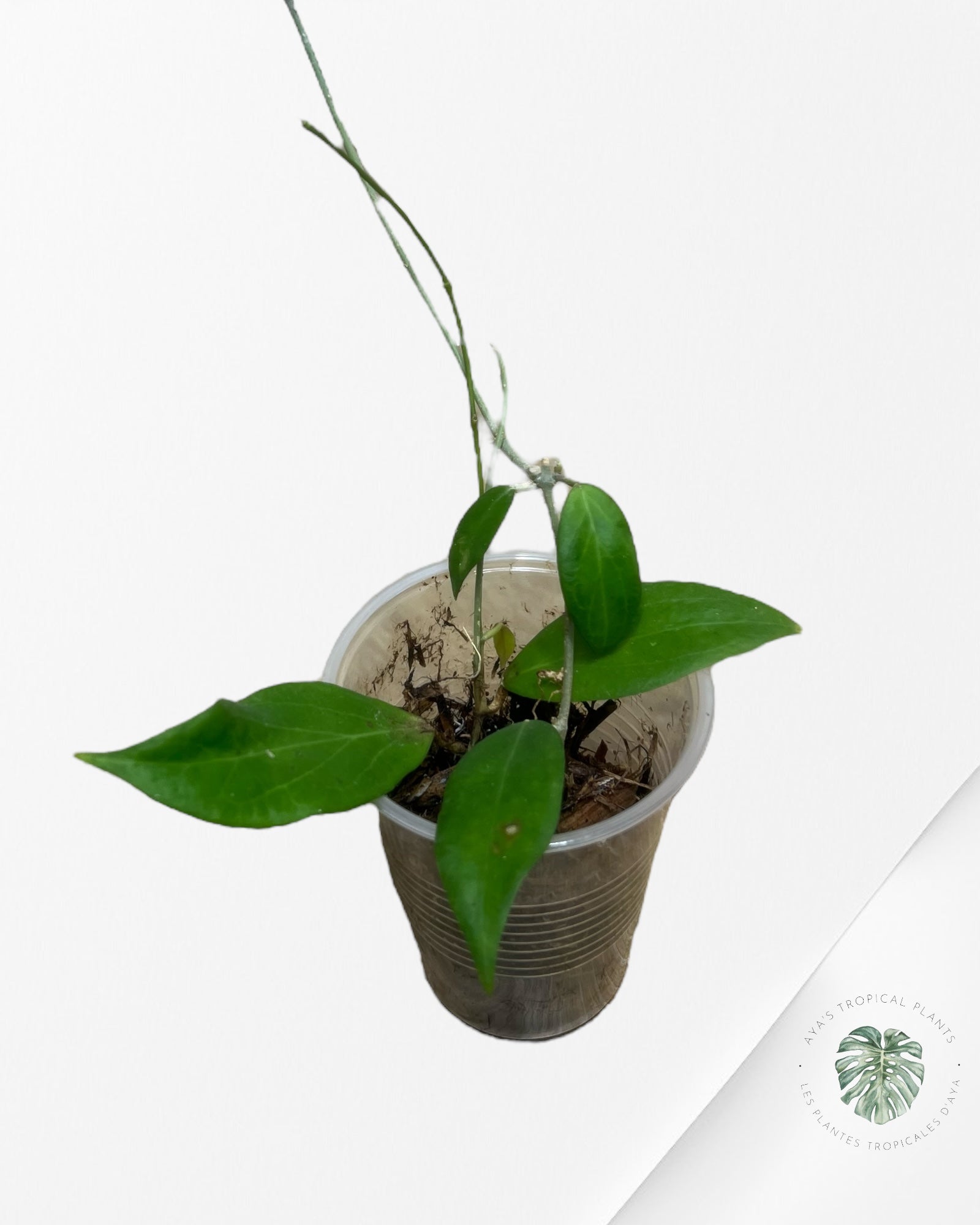 Hoya Patricia - VE6