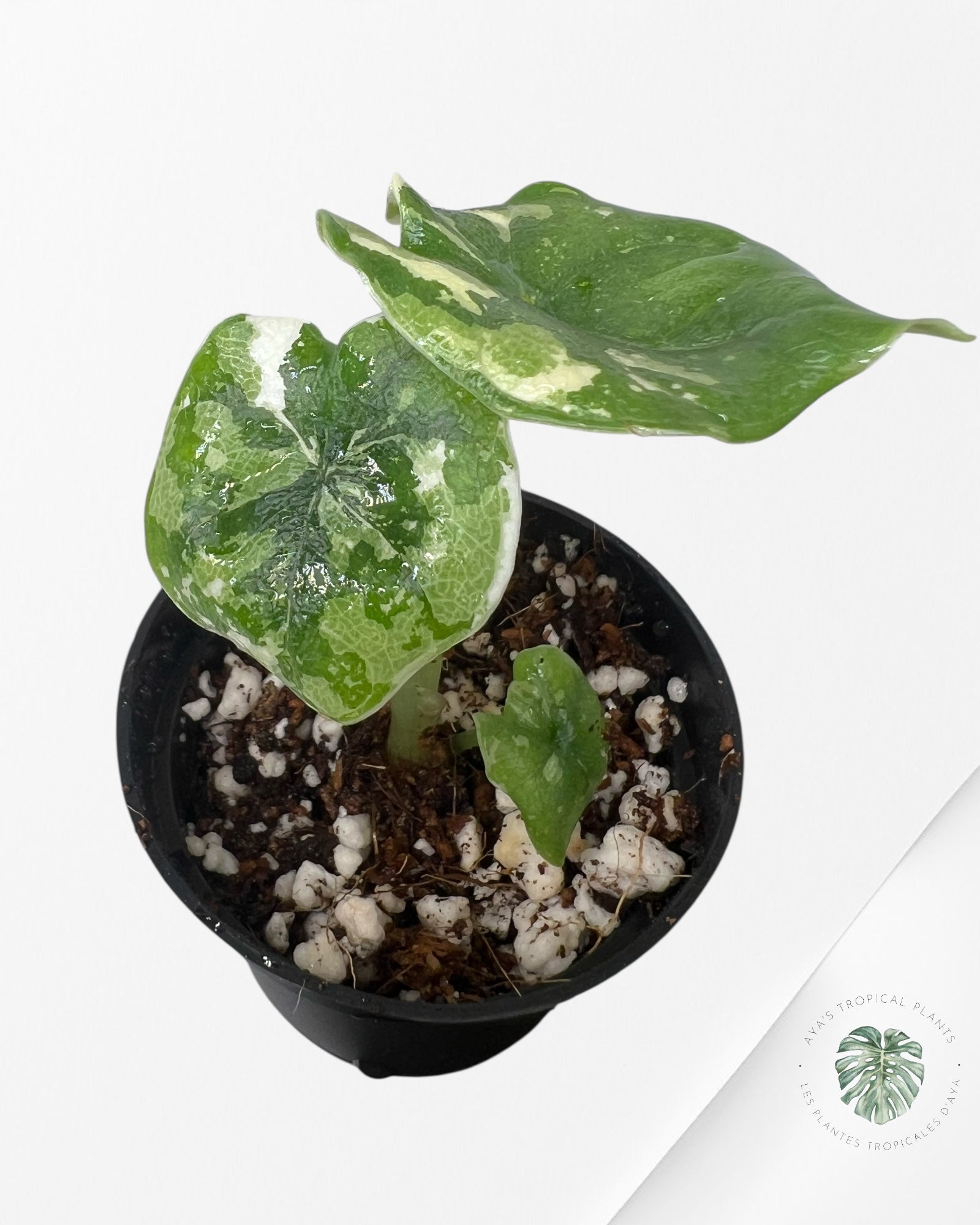 Alocasia Melo Variegated (Albo) - TC03