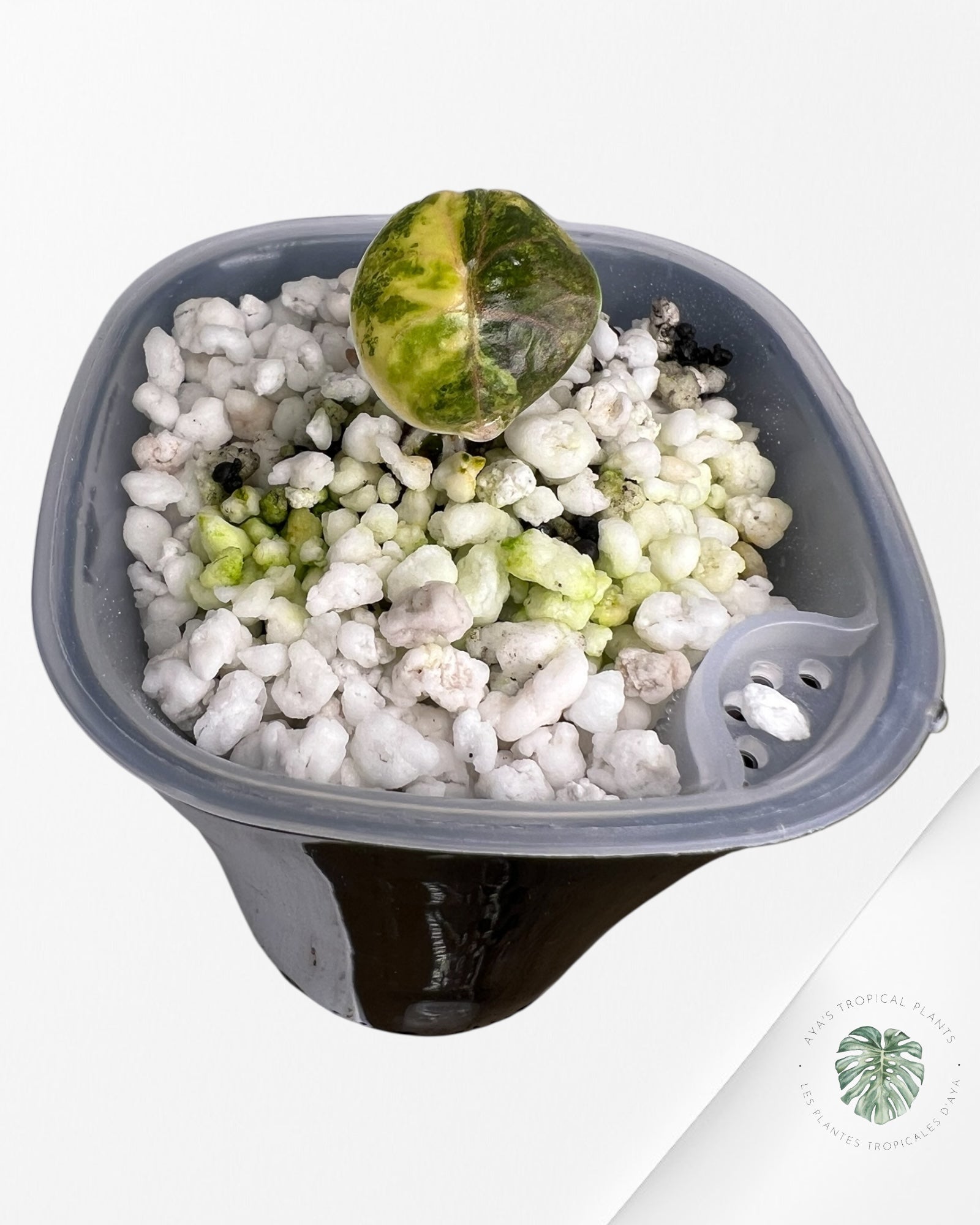 Alocasia Azlanii Aurea panaché