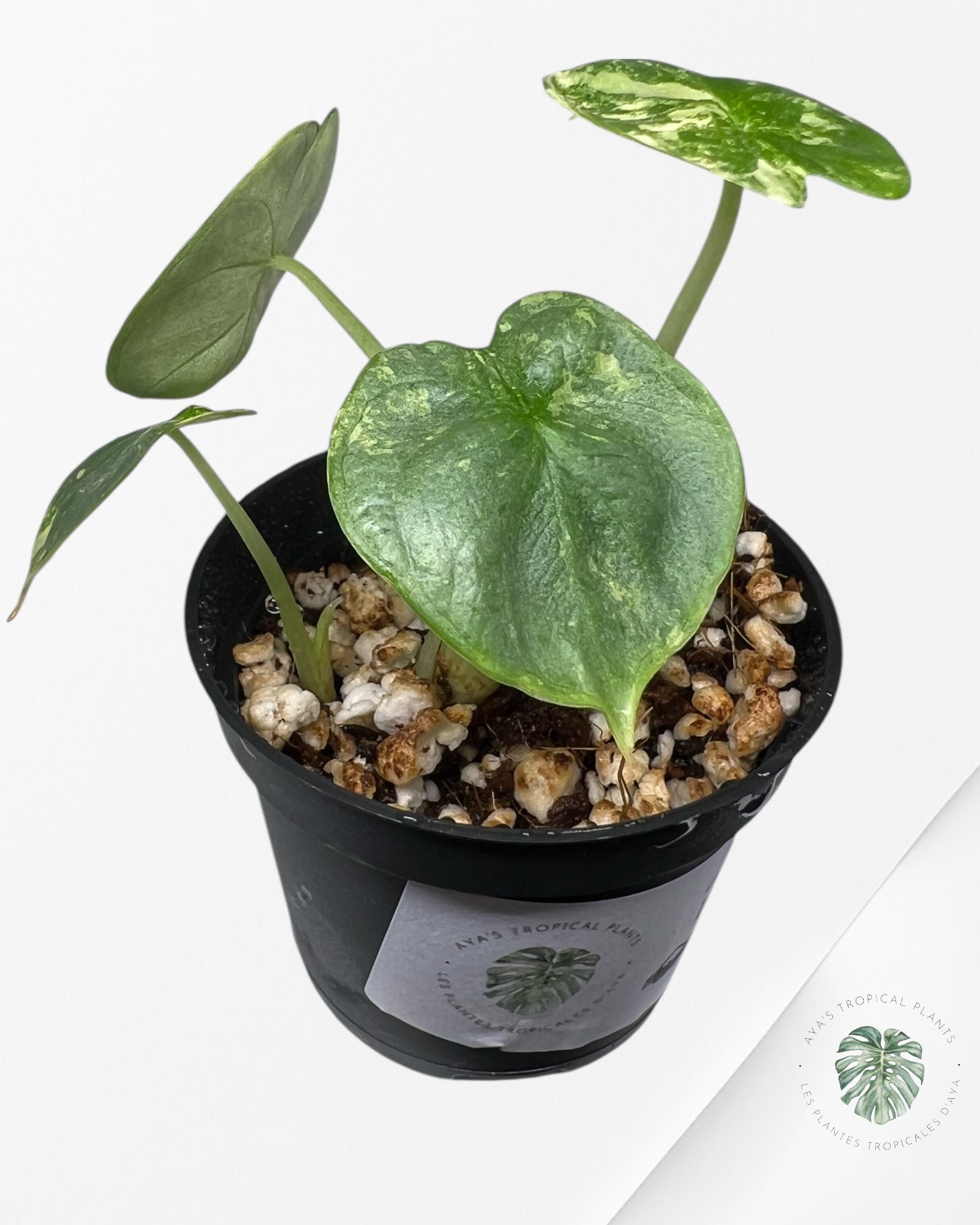 Alocasia Silver Dragon Variegated Aurea -440