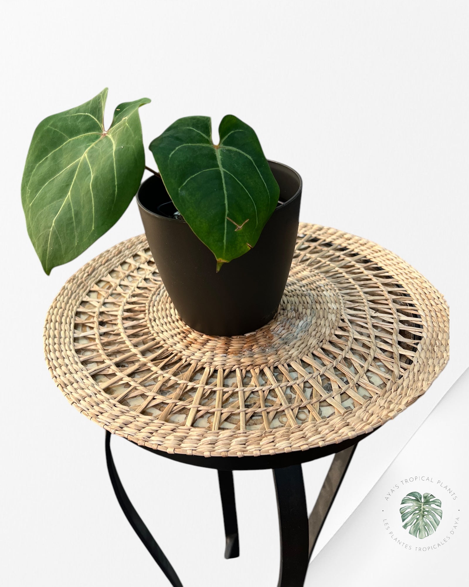 Plant pot (cache pot) 12cm black mate