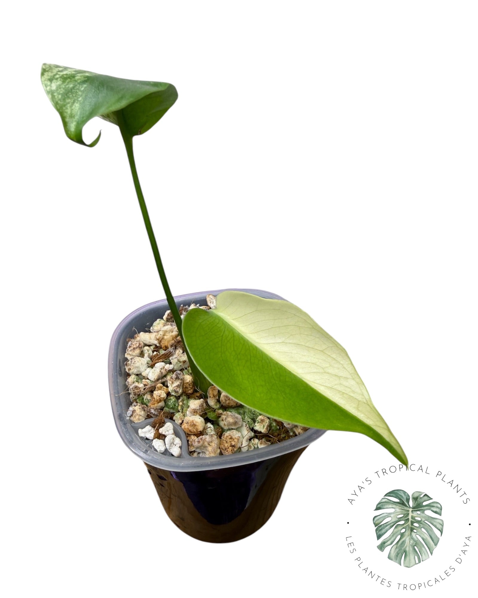 Monstera White Monster