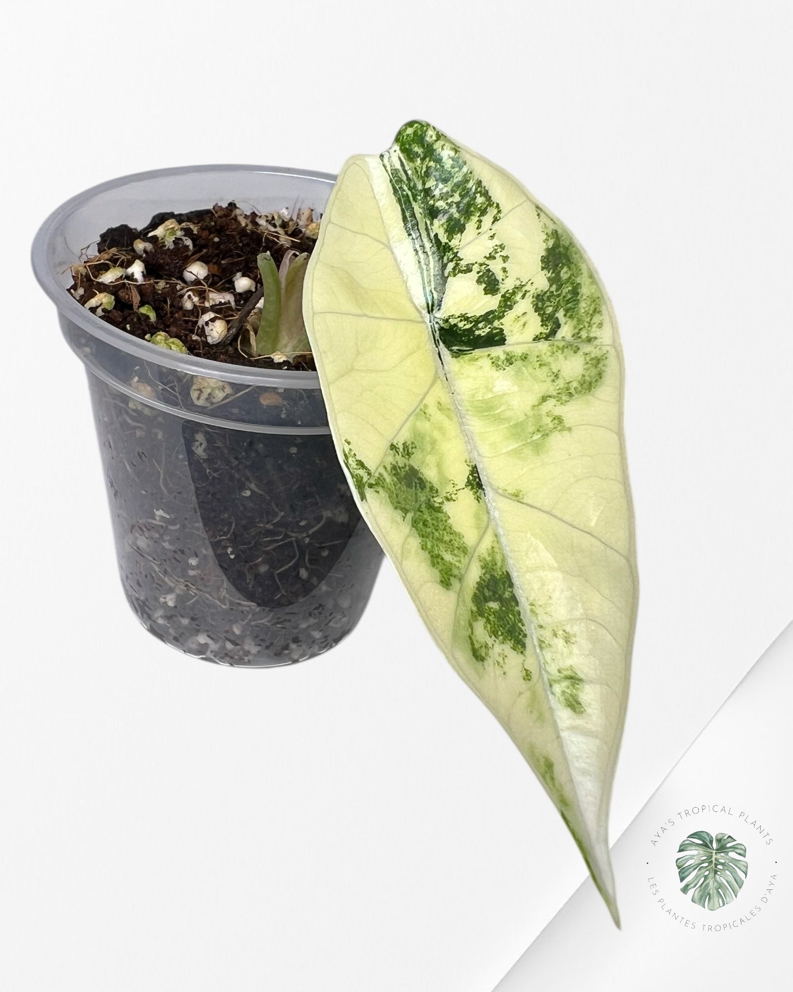 Alocasia Bisma sp. 'Platinum' Albo Variegated - 13D
