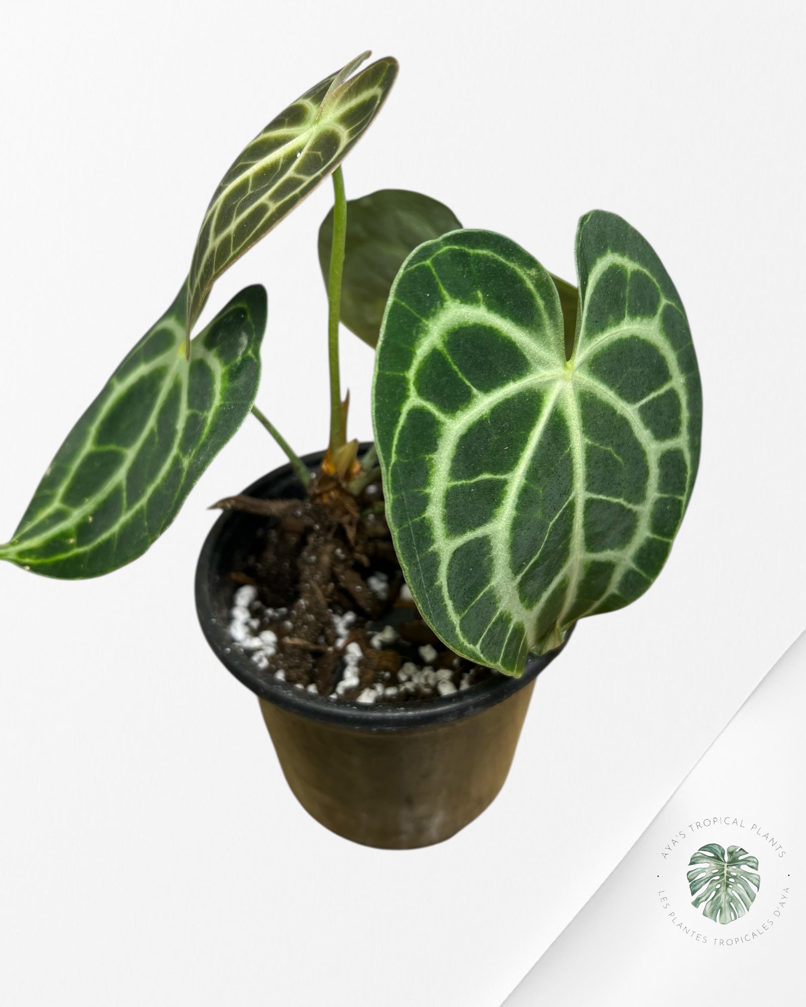 Anthurium Clarinervium KING - 94