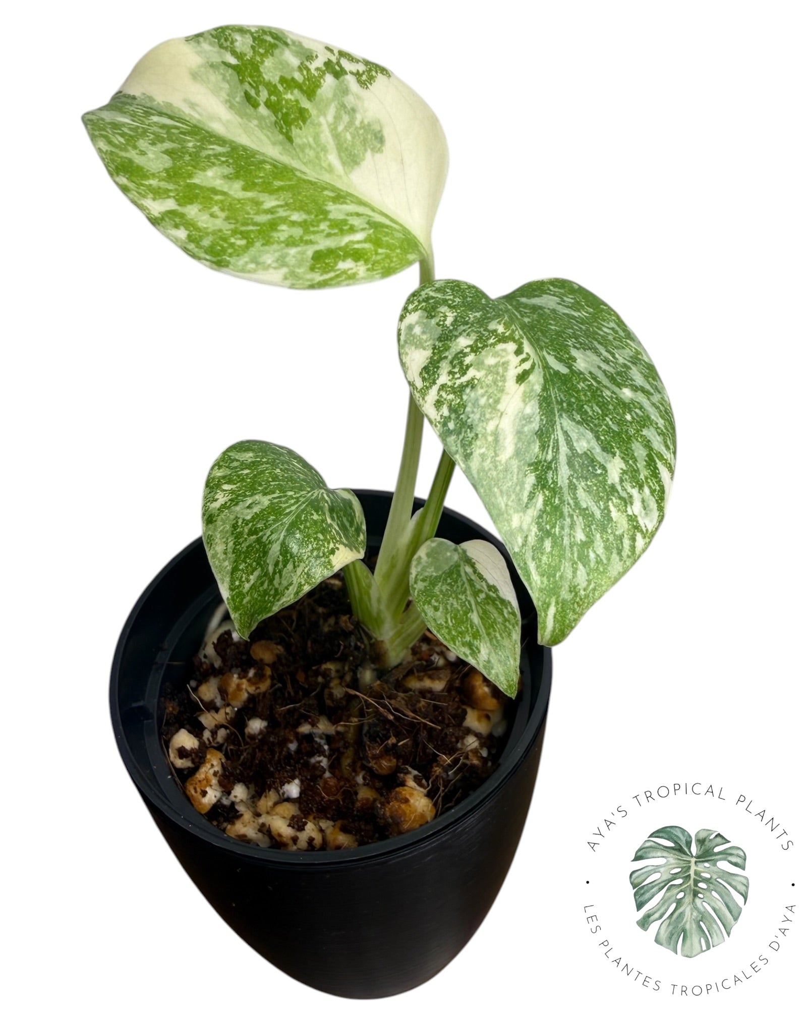 Monstera Thai Platinum
