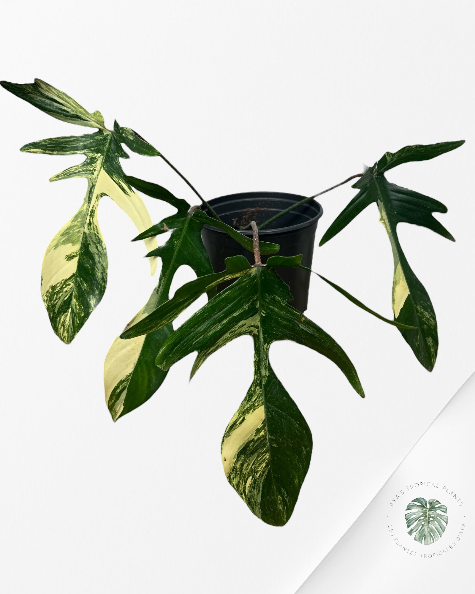 Philodendron Florida Beauty - ME5
