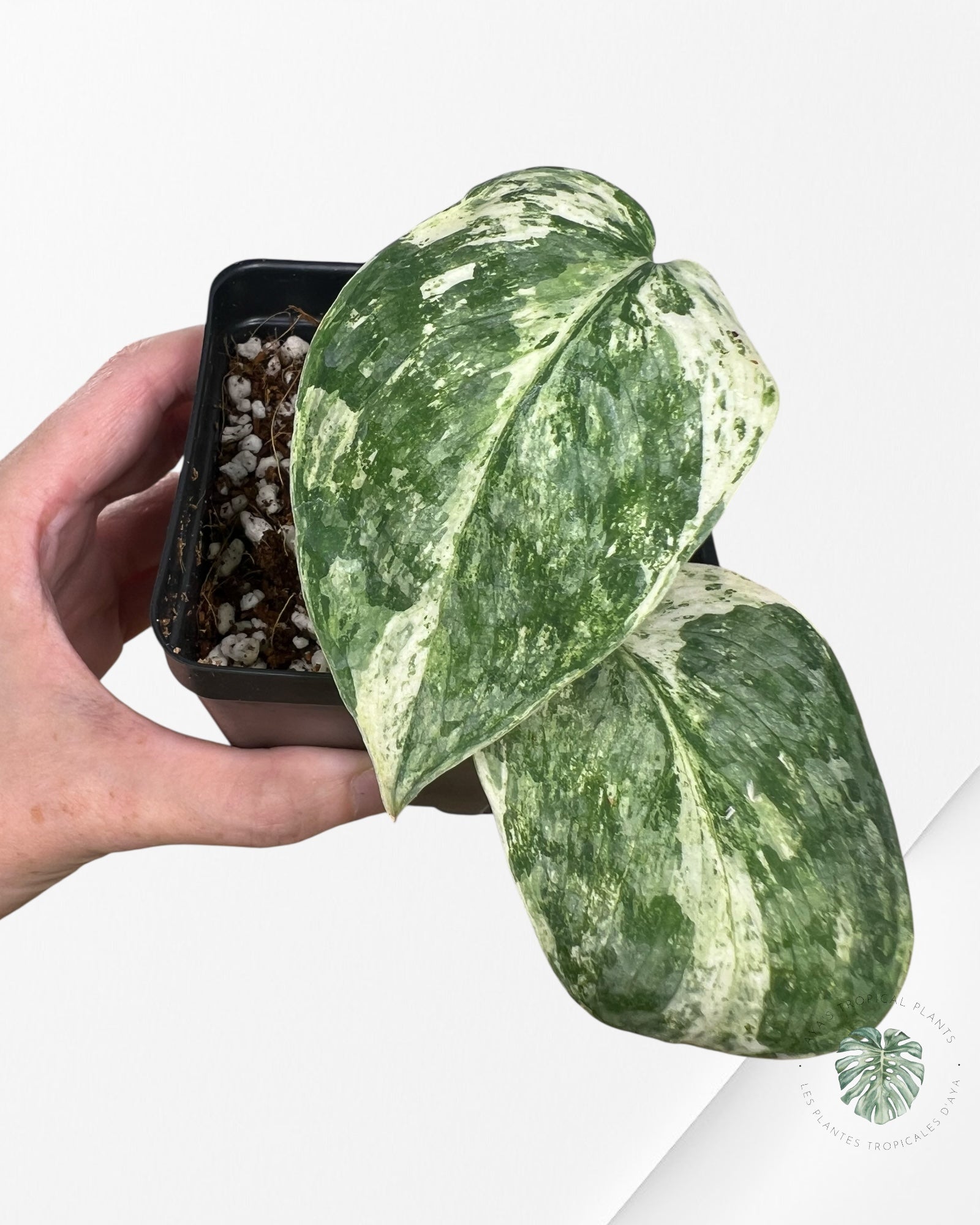 Scindapsus Silver Dark Cloud Variegated - A