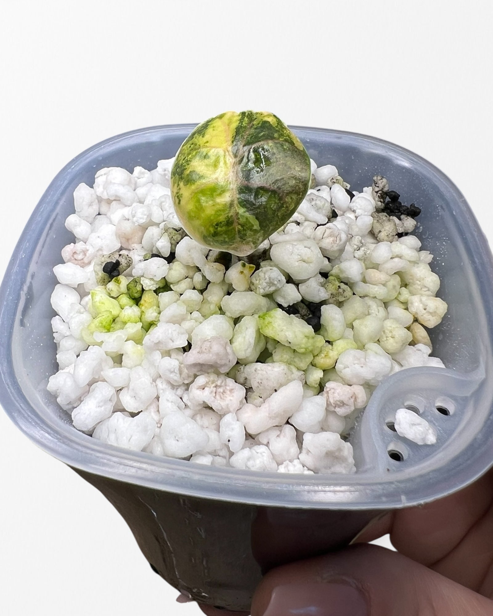 Alocasia Azlanii Aurea panaché