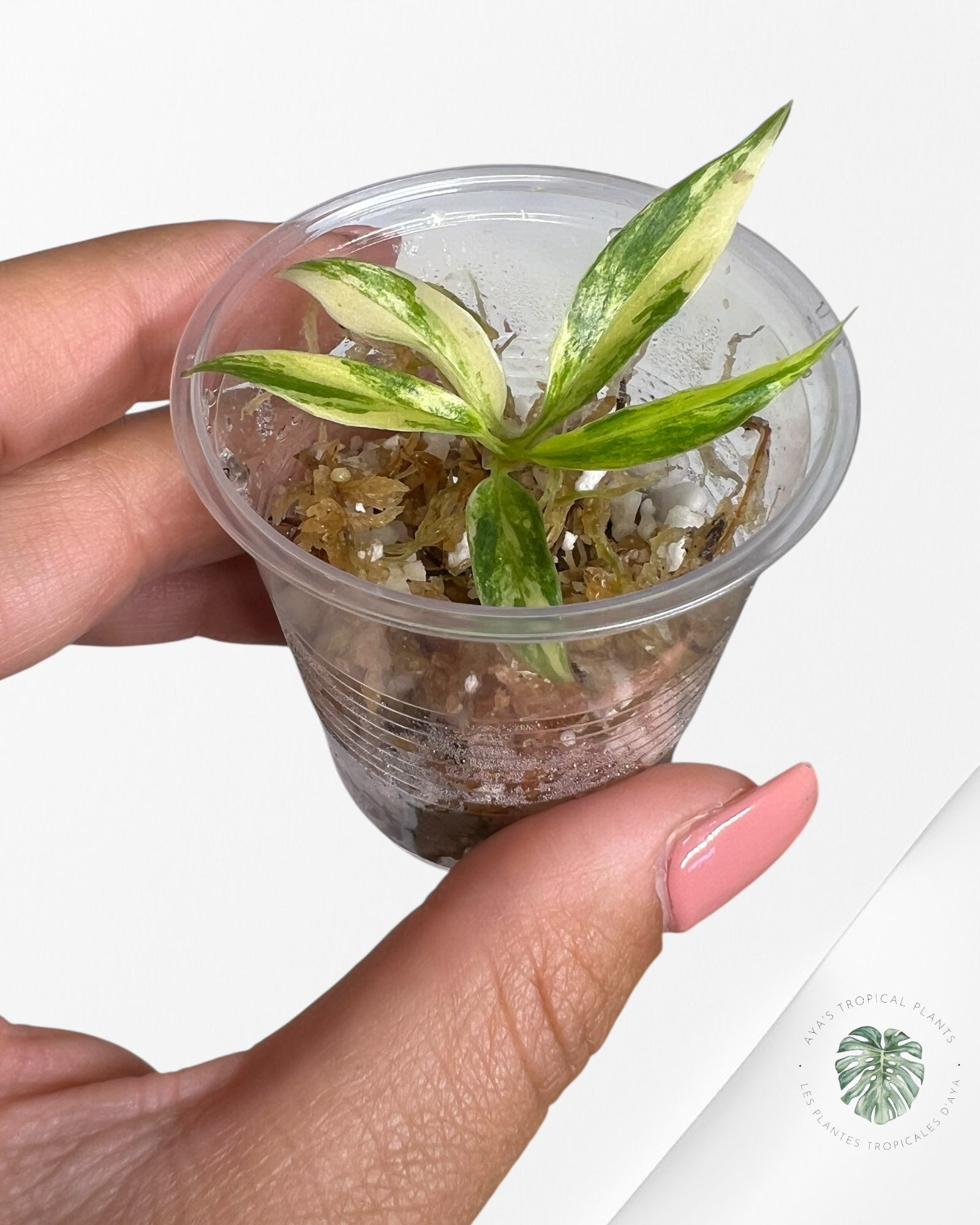 Philodendron Tortum Variegated - TC1