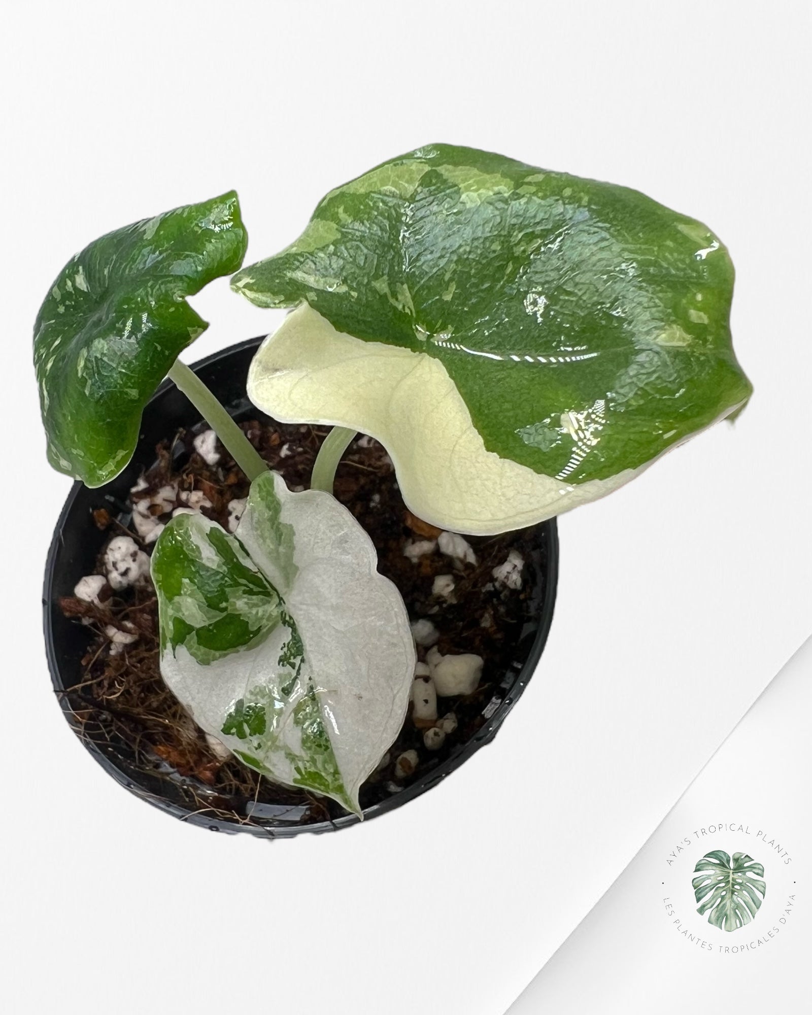 Alocasia Melo Variegated (Albo) - TC02
