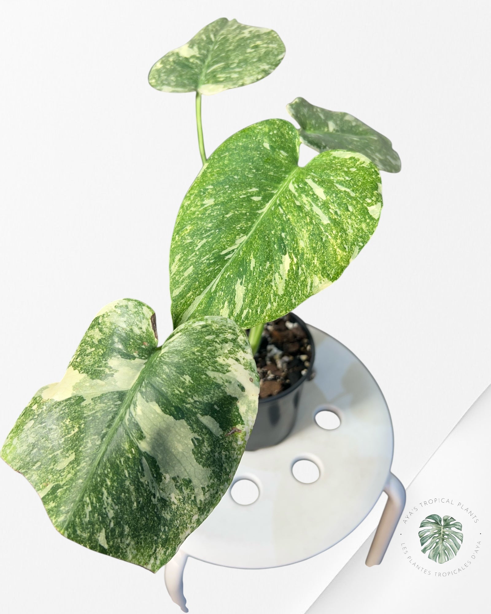 Monstera Legacy - 02