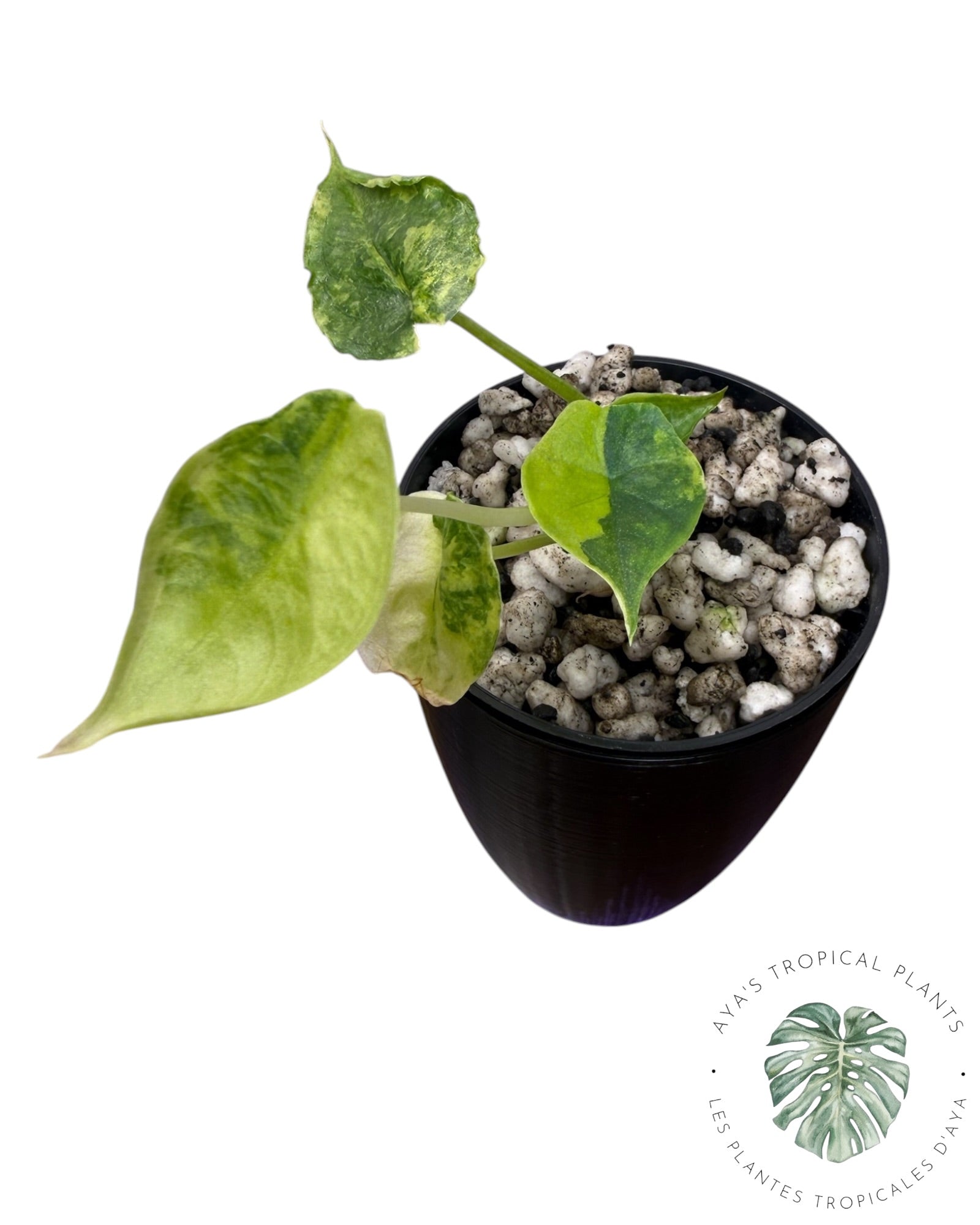Alocasia Heterophylla "Souffle de Dragon" Aurea Panaché