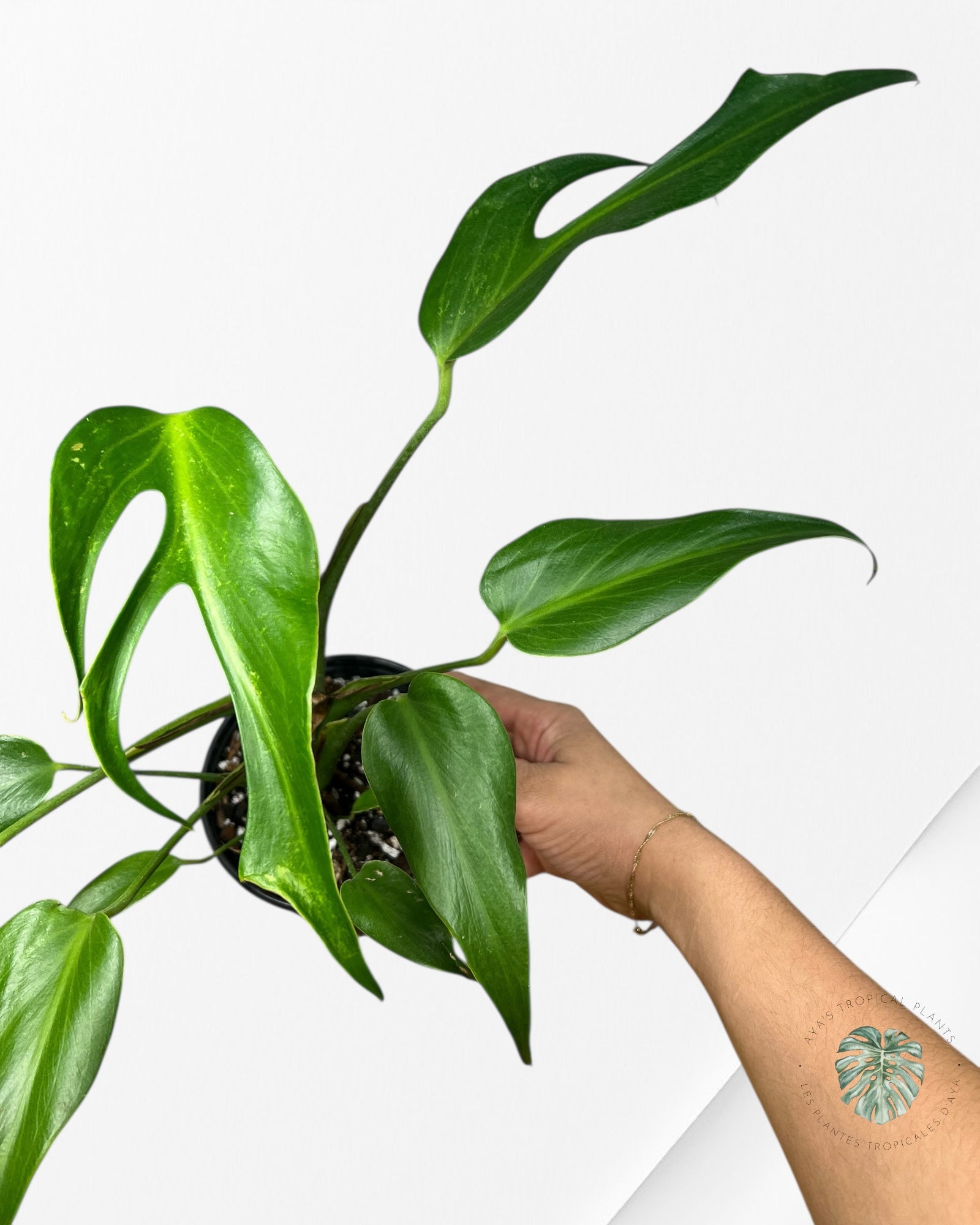 Flamme Monstera Burle Marx - 89