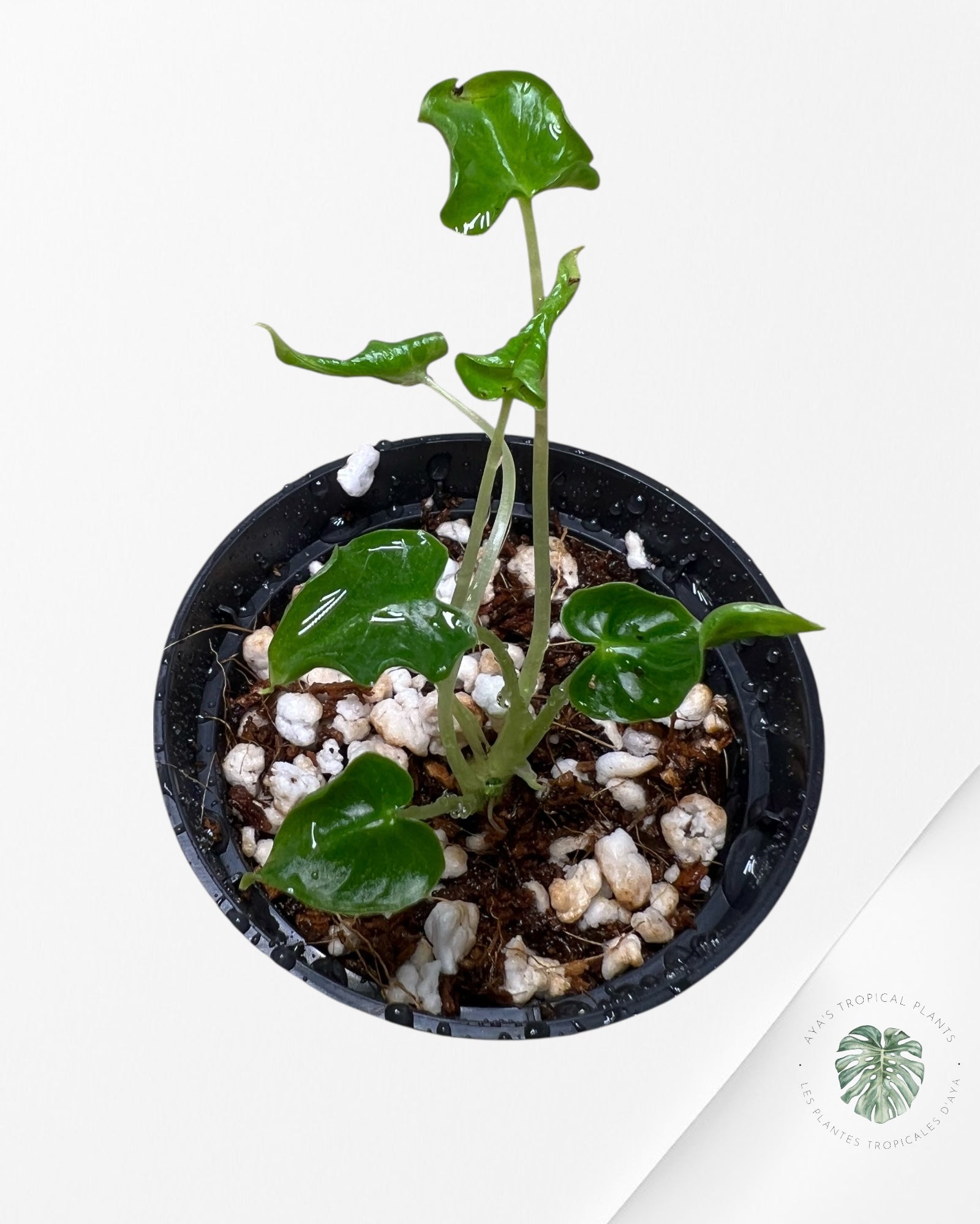 Alocasia Frydek ‘Tattoo’ - AF04
