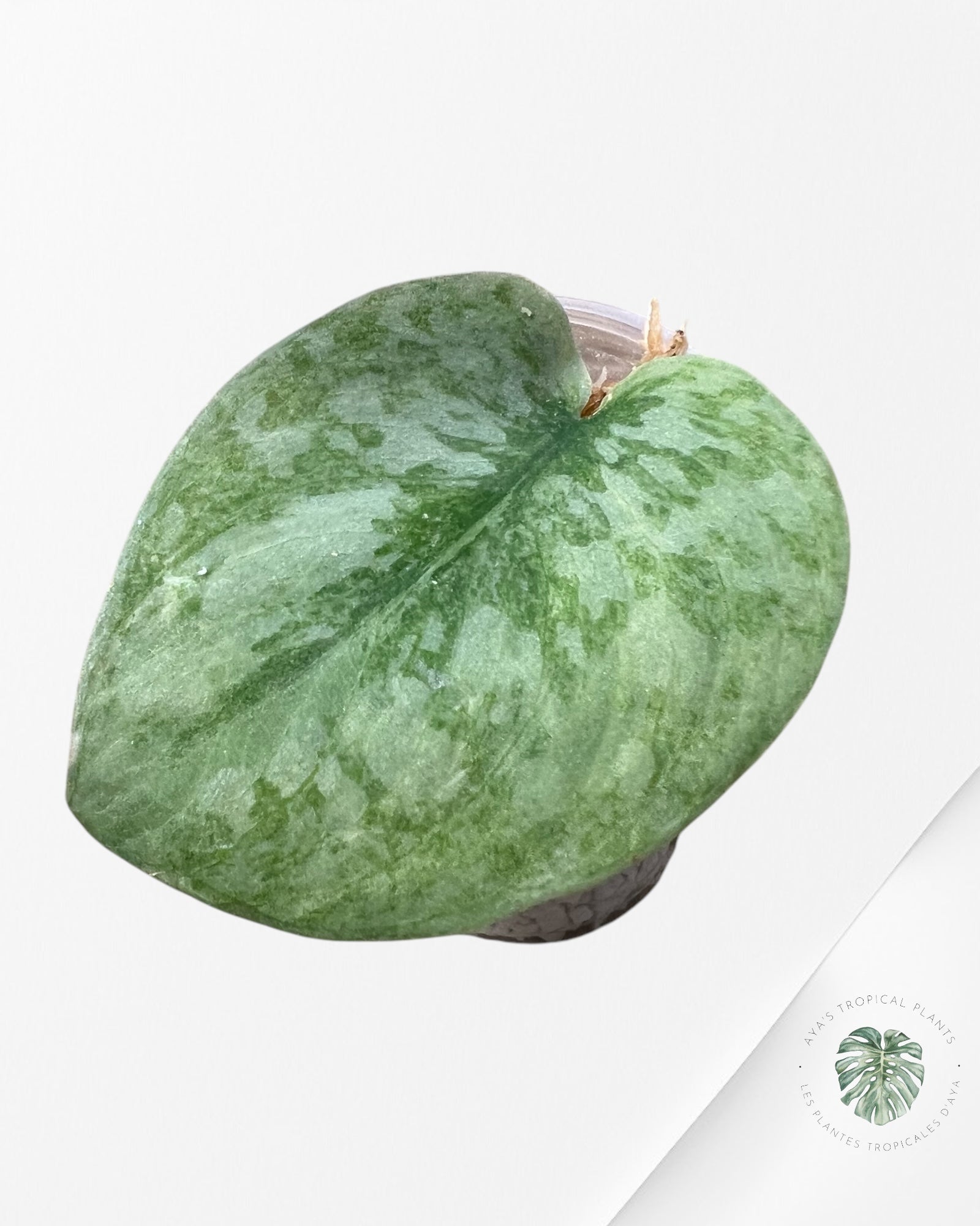 Scindapsus lichemint -01