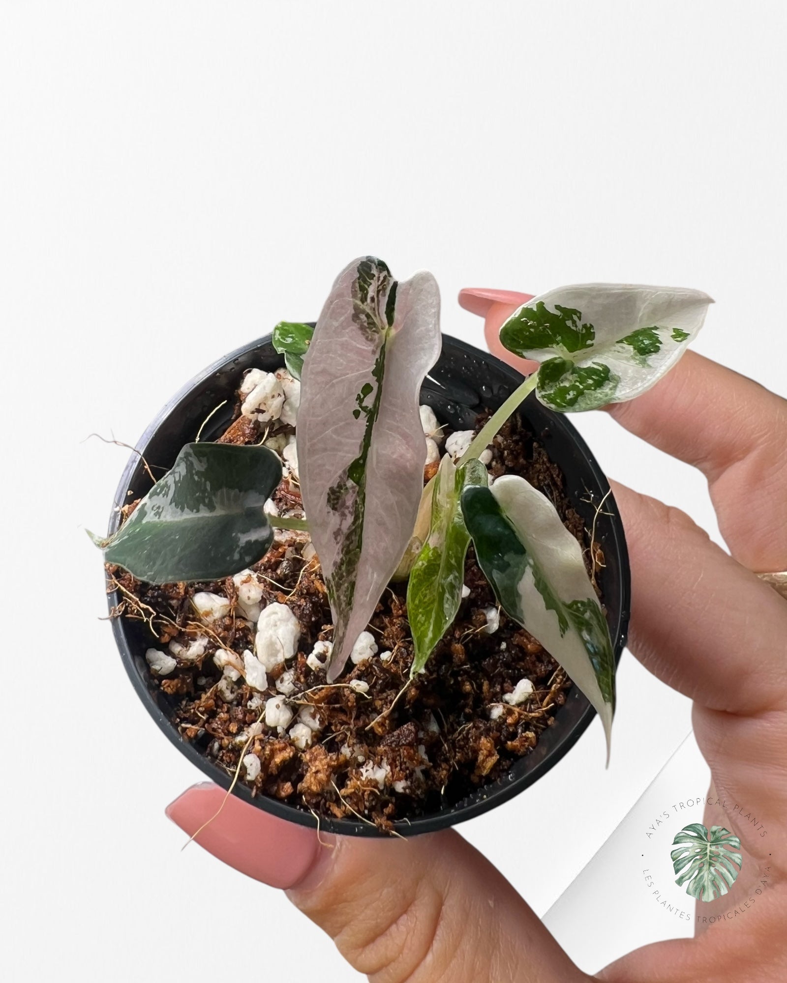 Alocasia Bambino Variegated (pink) - A