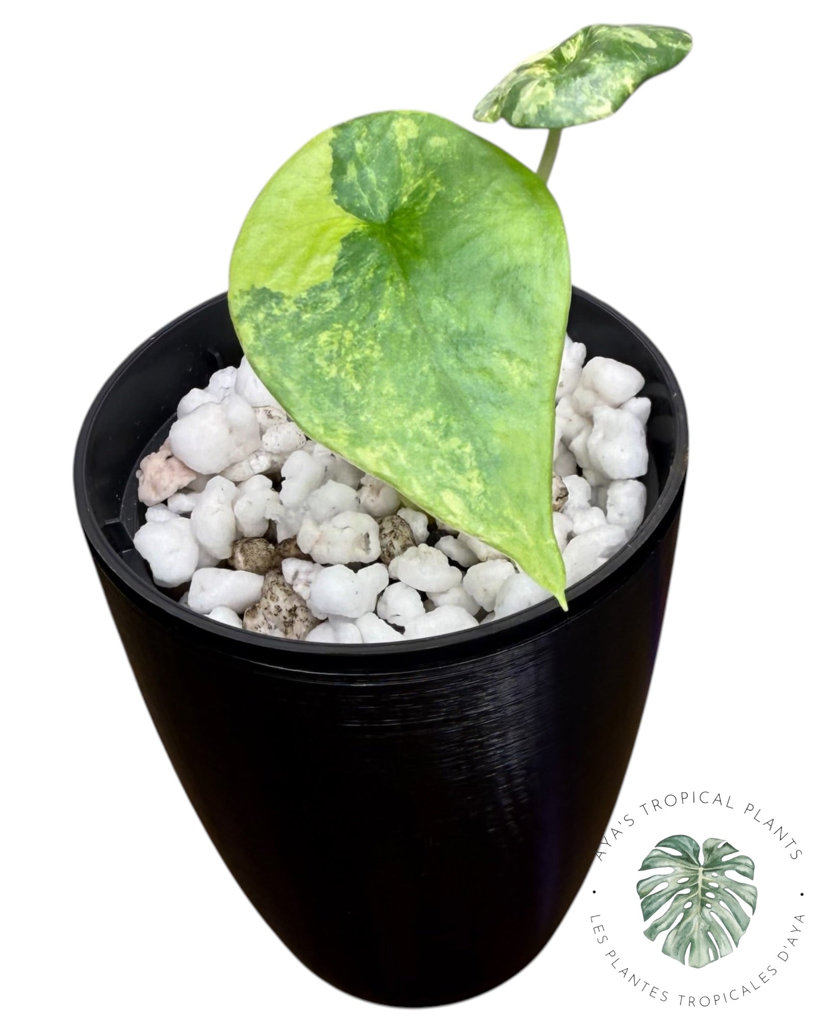 Alocasia Sinuata Aurea Variegated