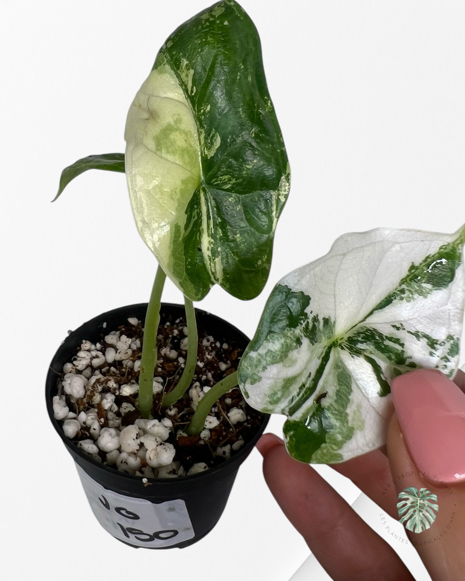 Alocasia Dragon Scale Variegated Albo ( Grade A) - 1002
