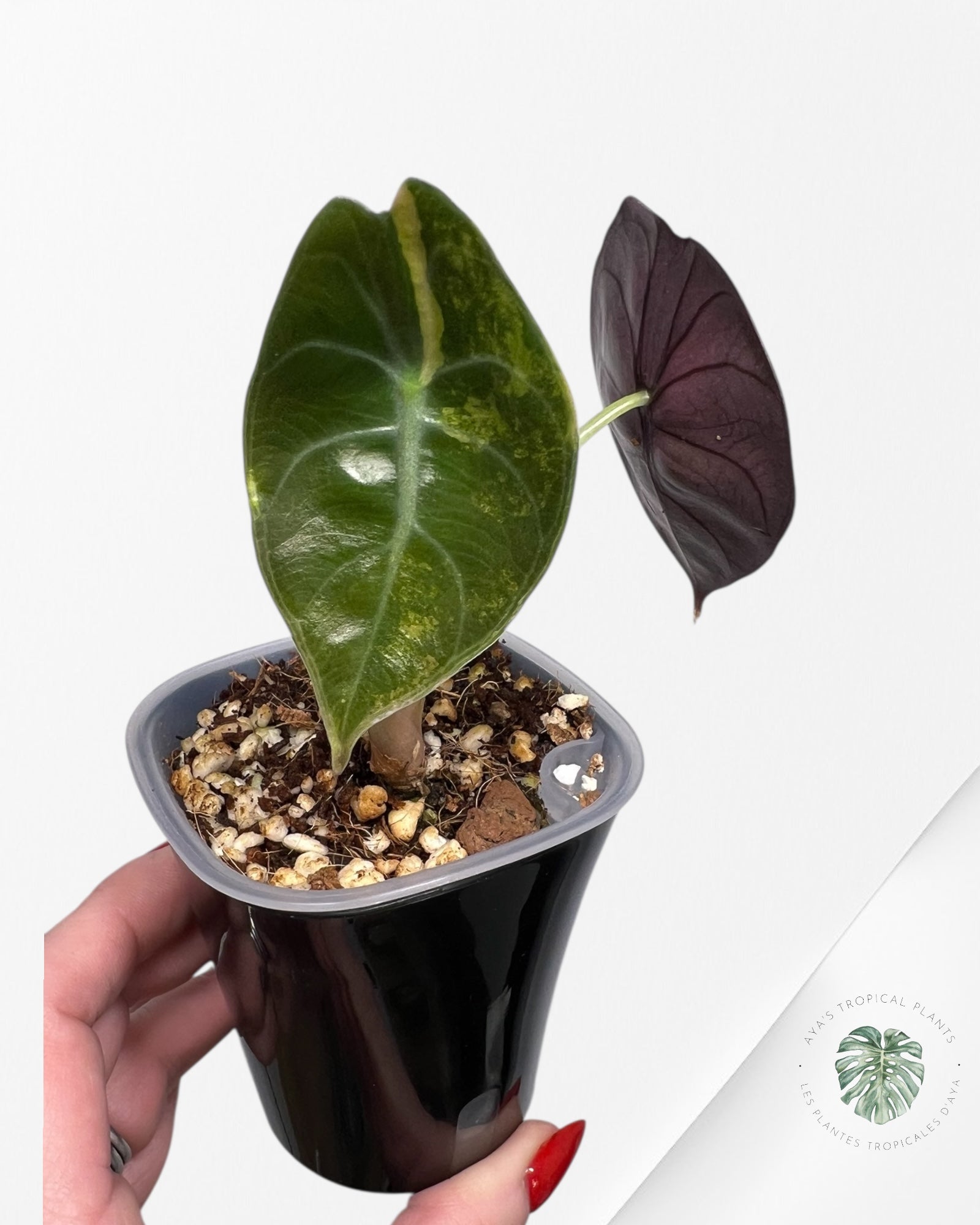 Alocasia Sedenii Aurea Variegated