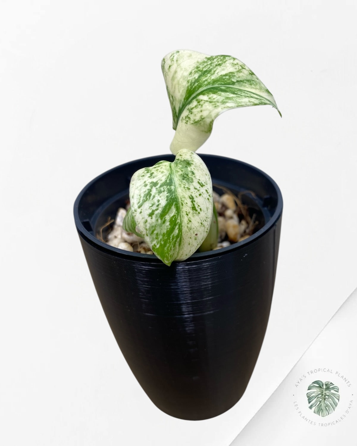 Monstera Deliciosa “Starlight”