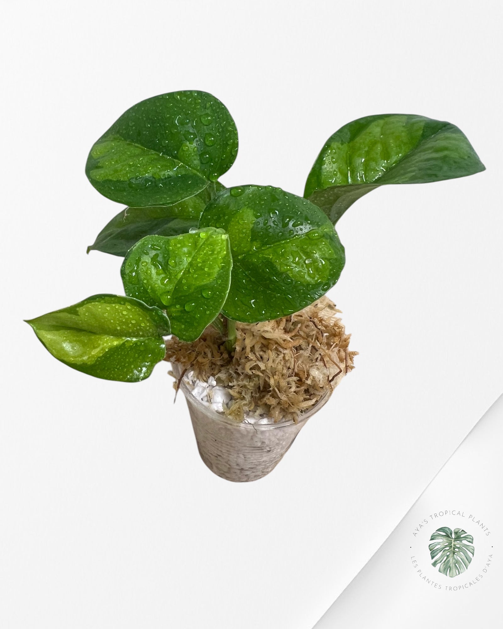 Pothos Global Green PGG02