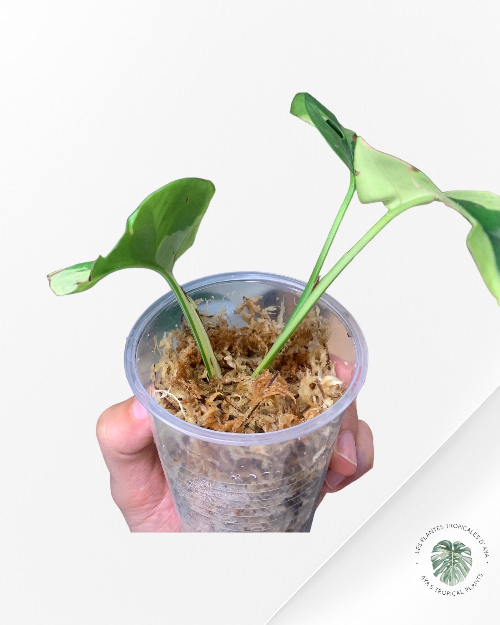 Rhaphidophora Tetrasperma Variagated-2