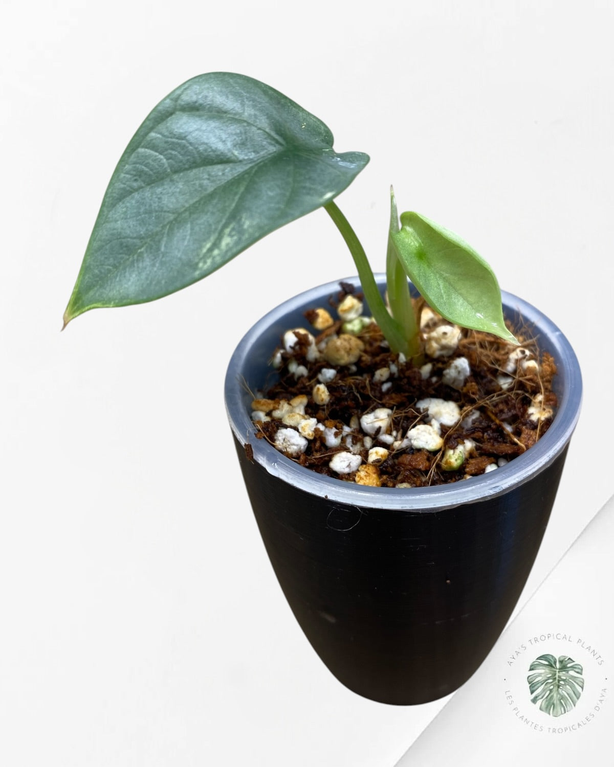 Alocasia Silver Dragon Aurea Variegated