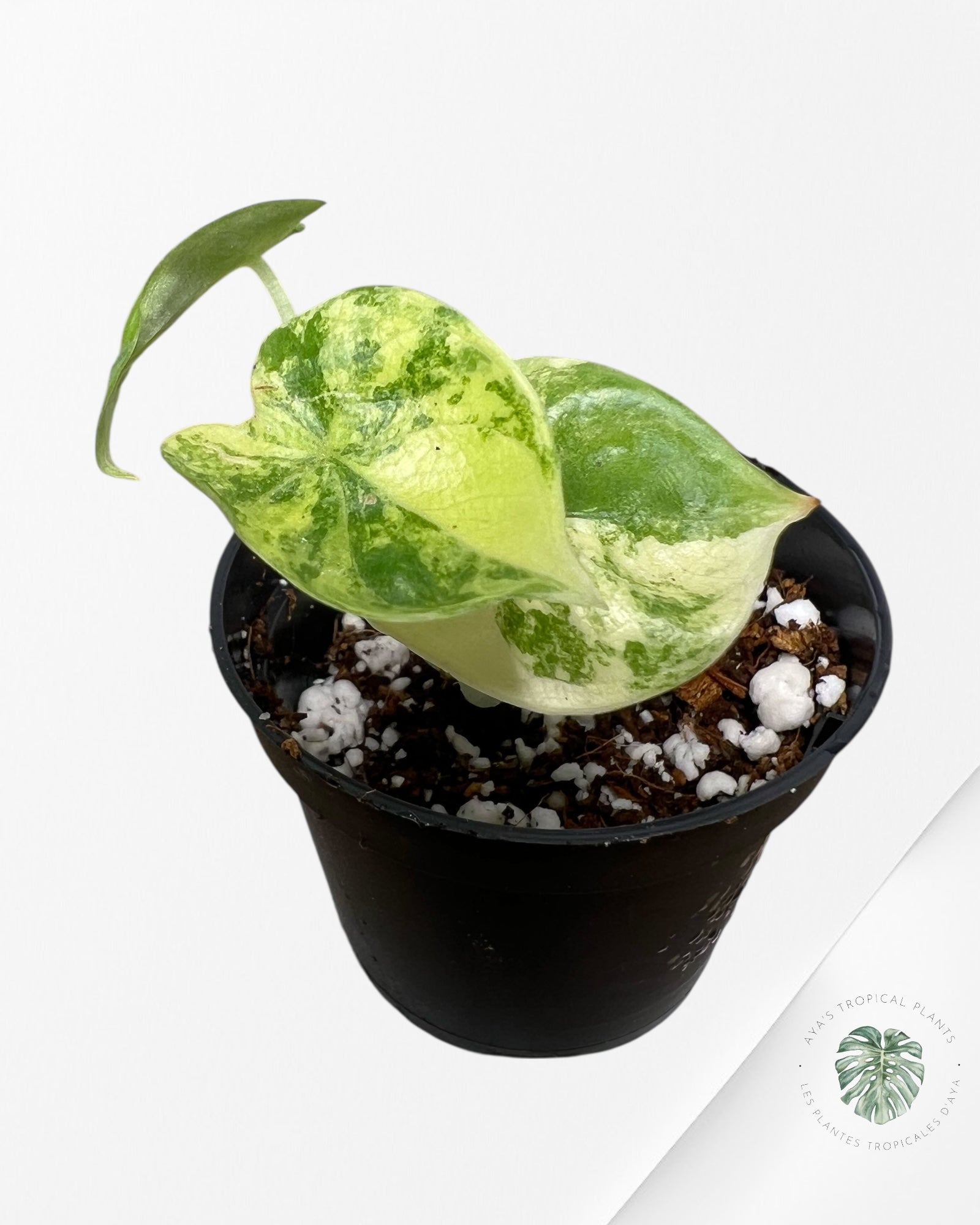 Alocasia Dragon Scale Variegated Aurea - 31