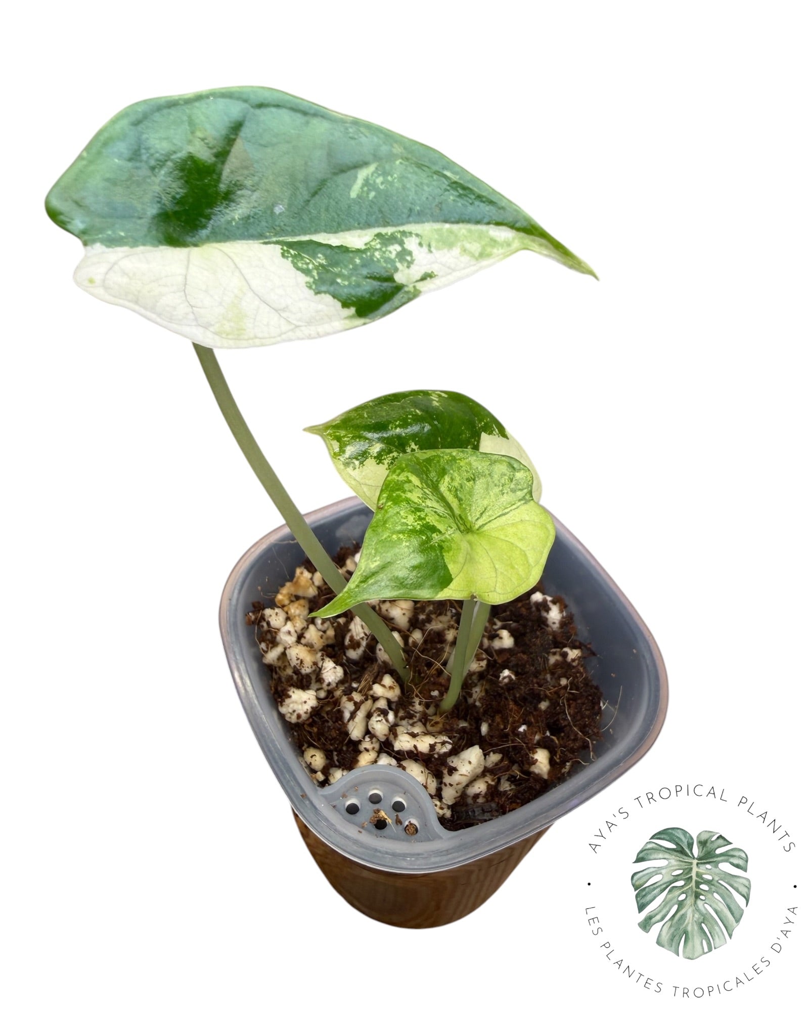 Alocasia Dragon Scale Albo