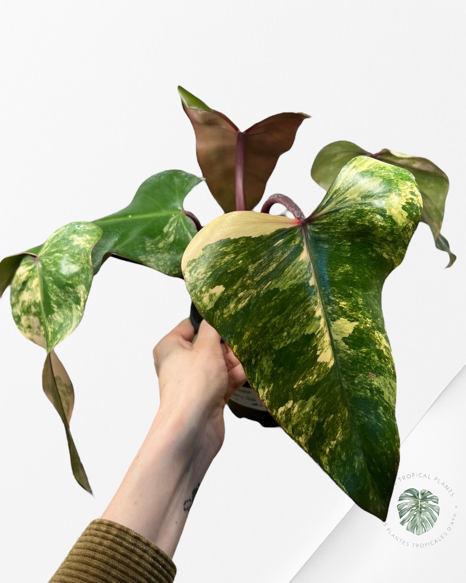 Philodendron Strawberry Shake - PO19