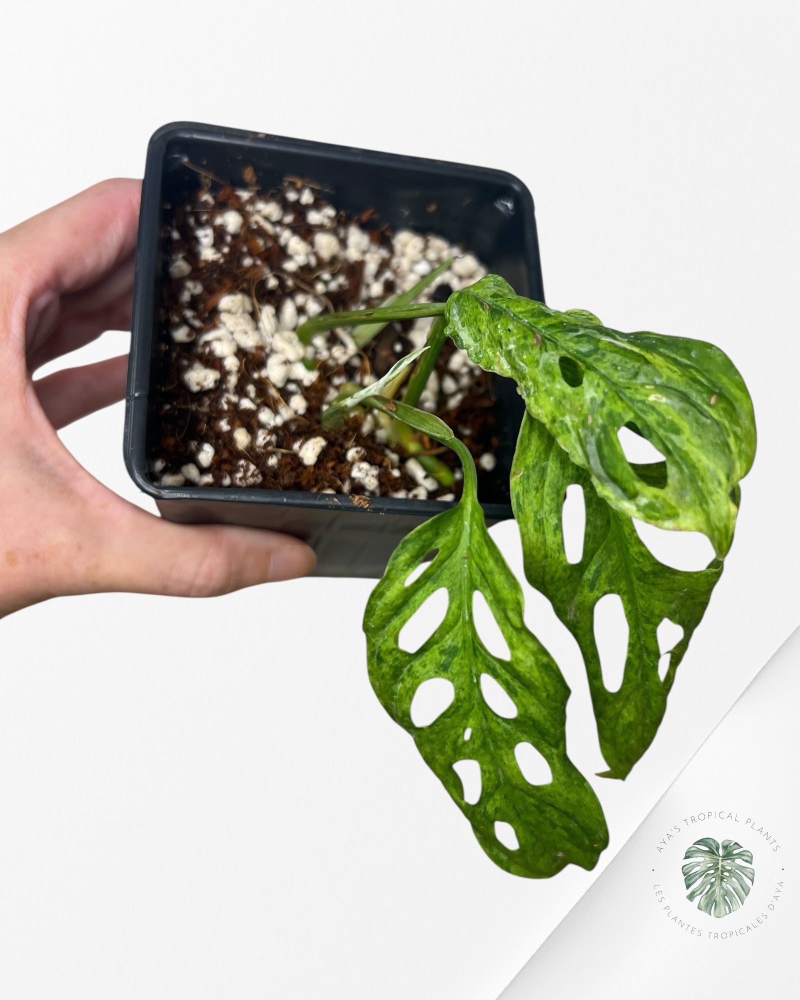 Monstera Frozen Freckle -LF3