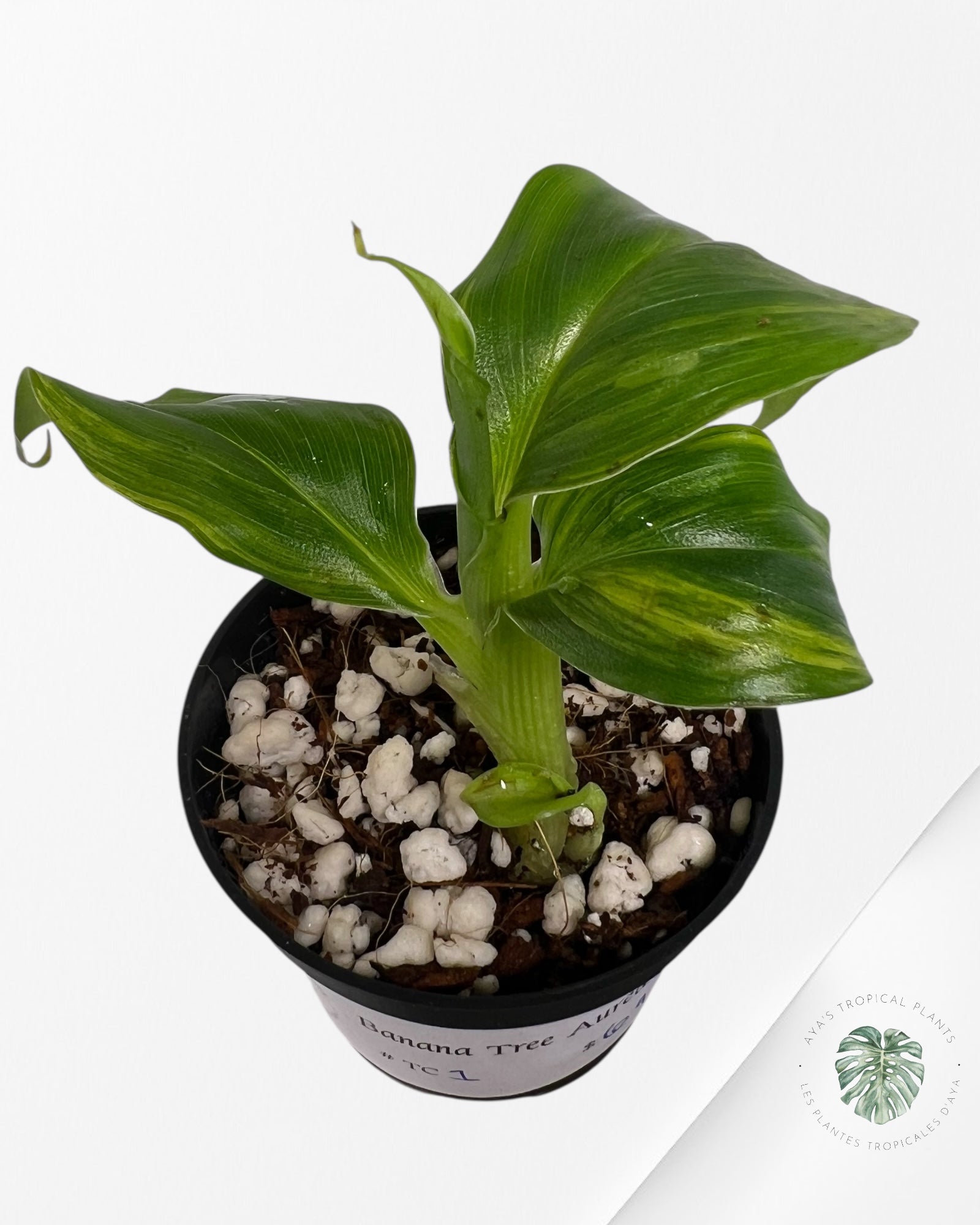Banana Tree (Aurea) Variegated - TC1