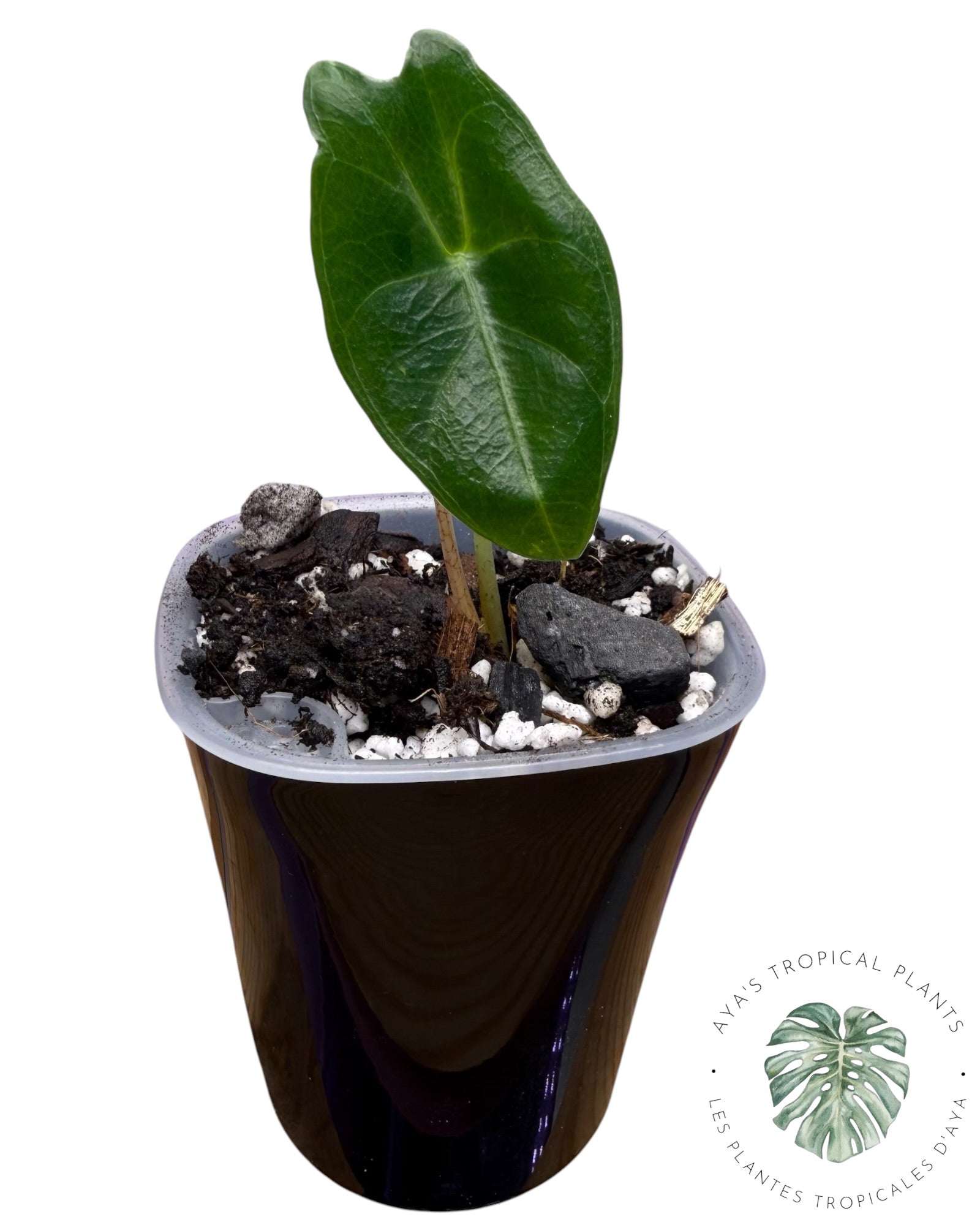 Alocasia Longiloba Purple
