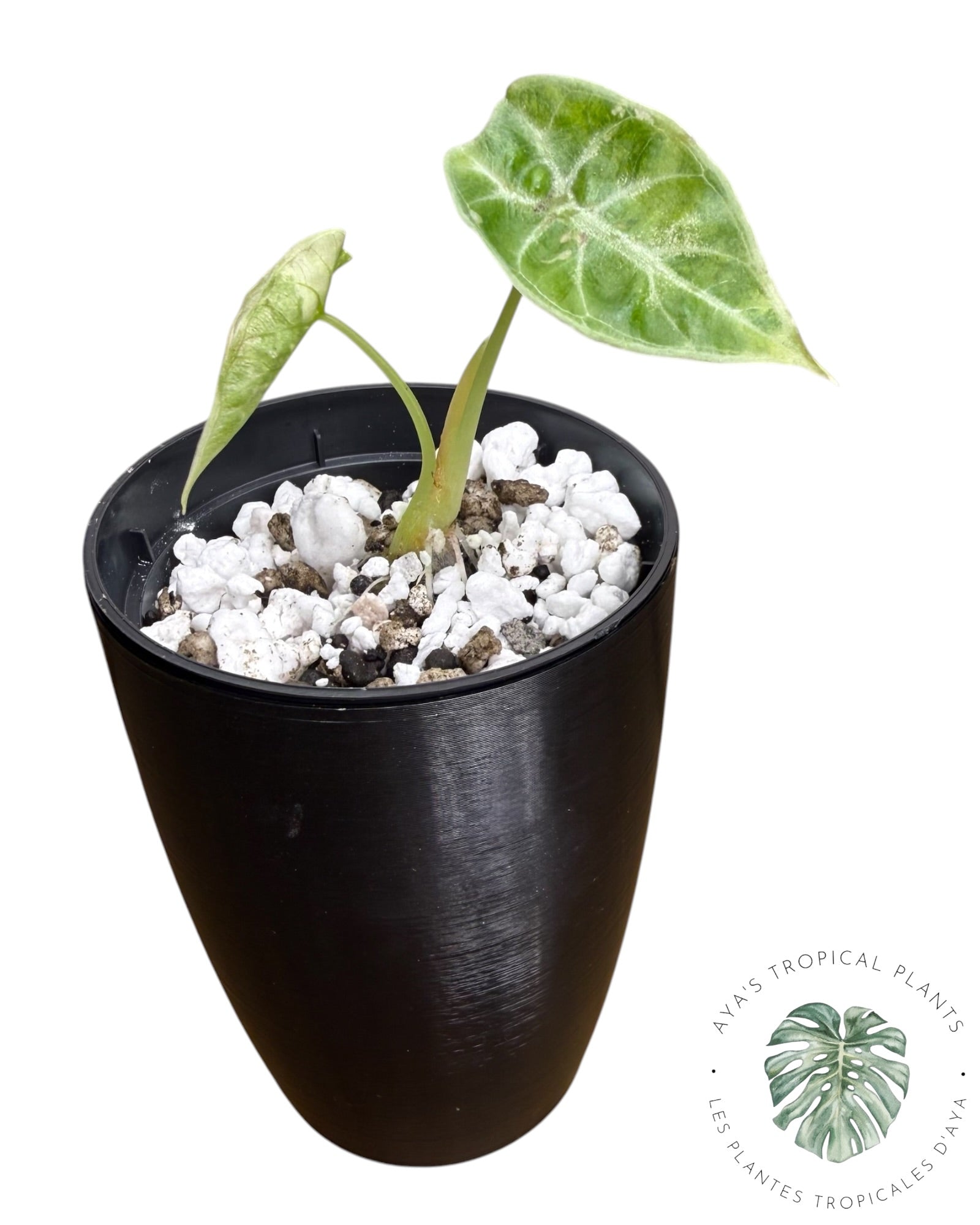 Alocasia Watsoniana Doff. Pink Variegated