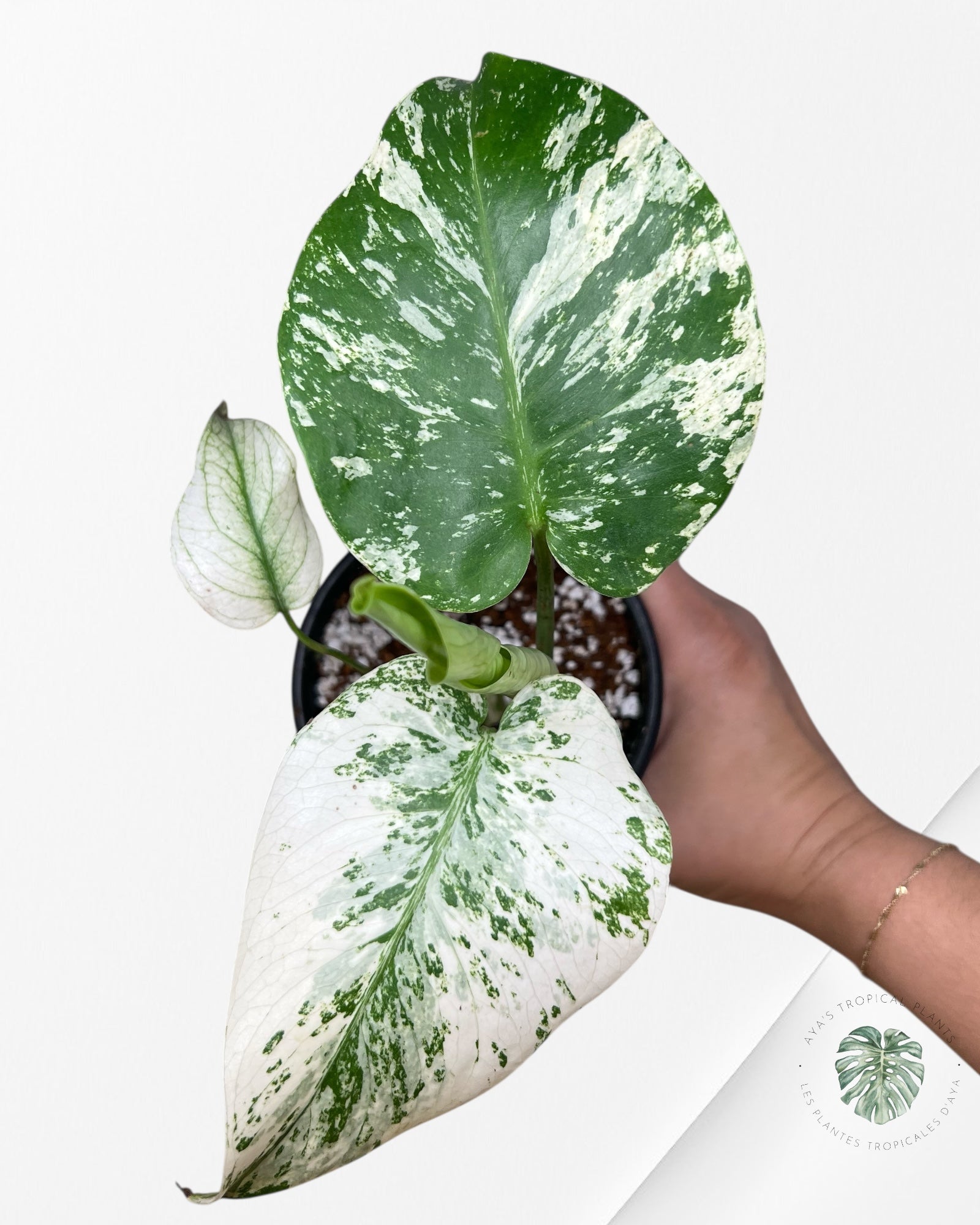 Menthe Monstera - 85